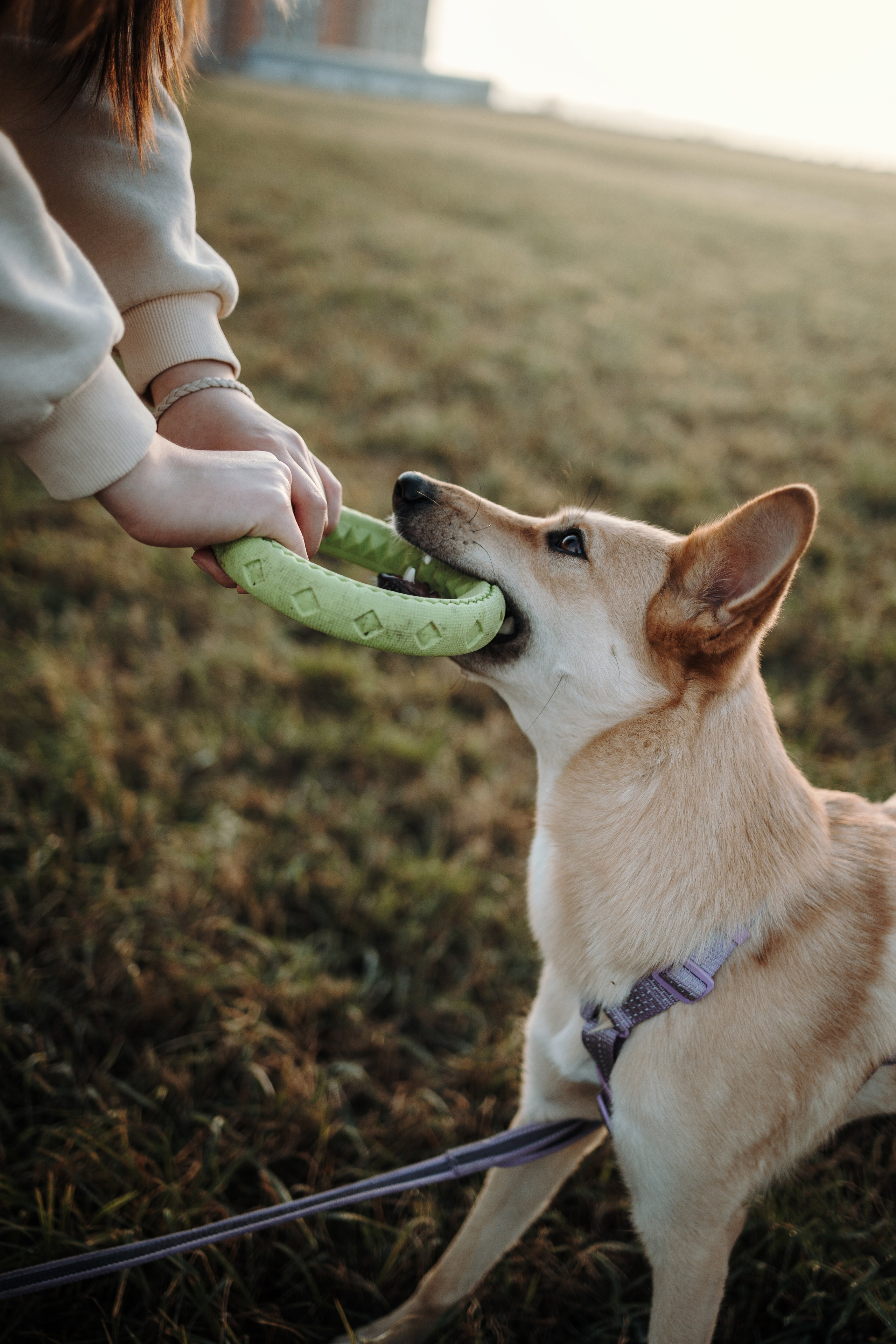 Юля и Джесси. Фотограф — Анималист | Санкт-Петербург