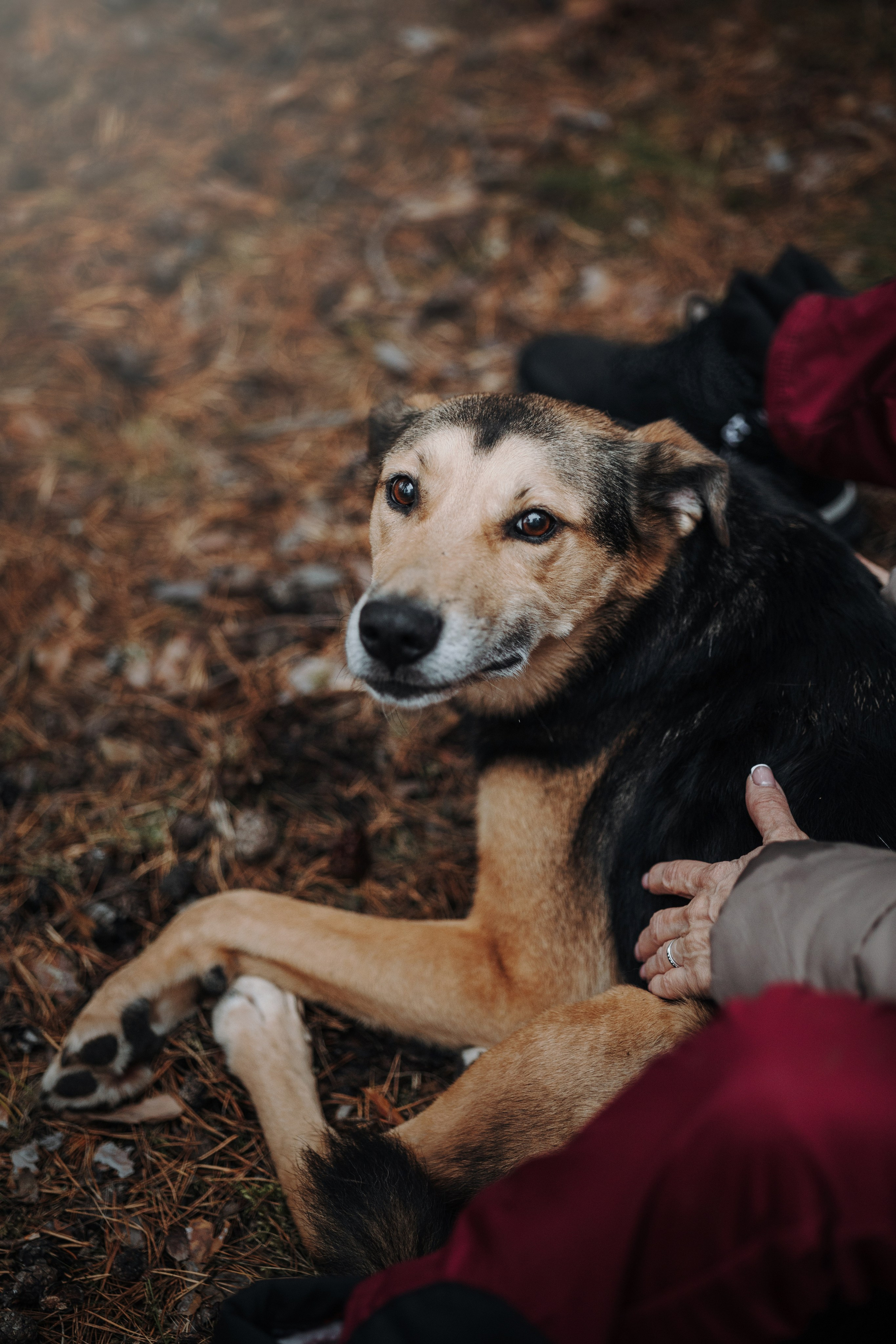 Наталья и Того. Фотограф — Анималист | Санкт-Петербург