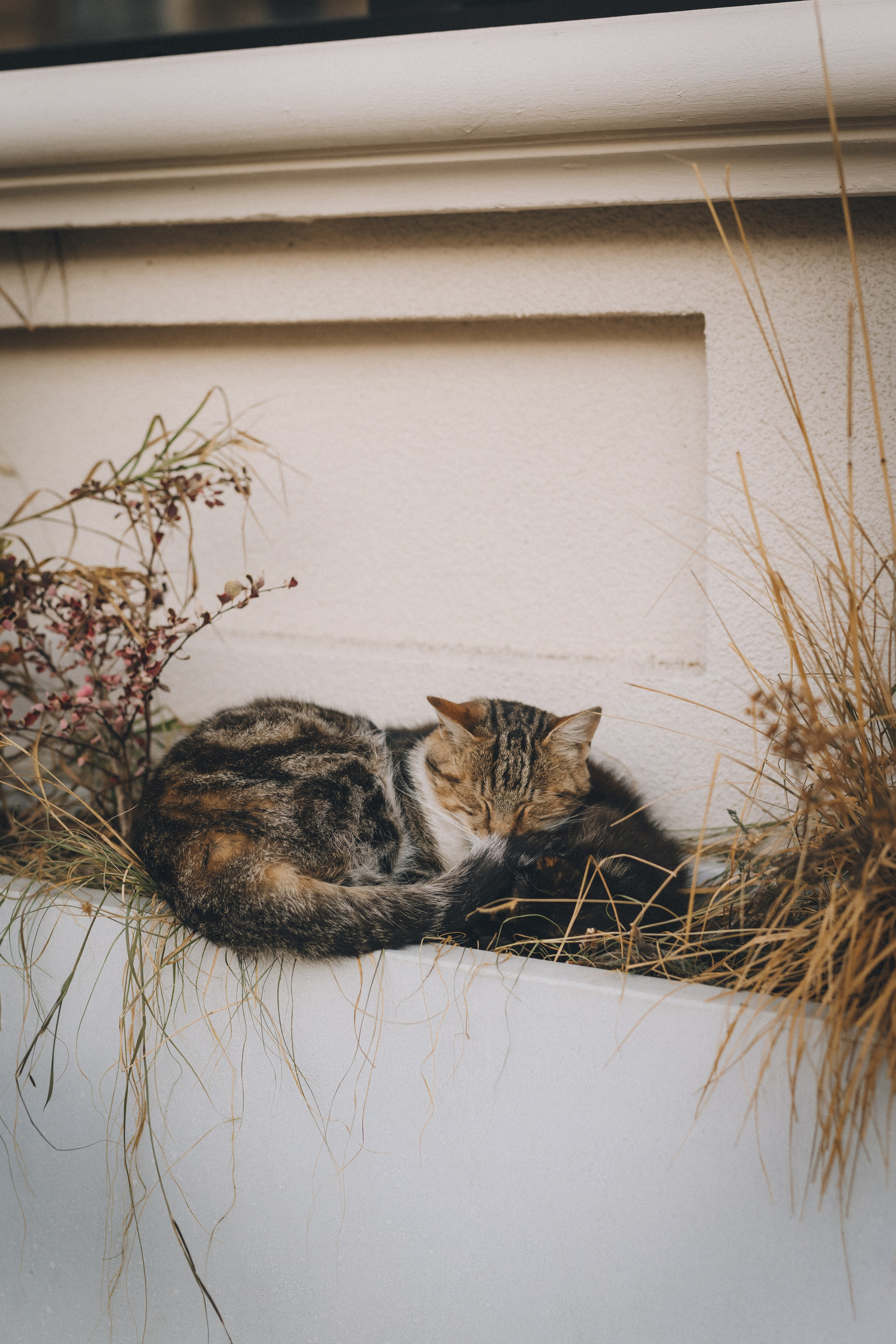Коты Зеленоградска. Фотограф Зеленоградск Красильникова Елена