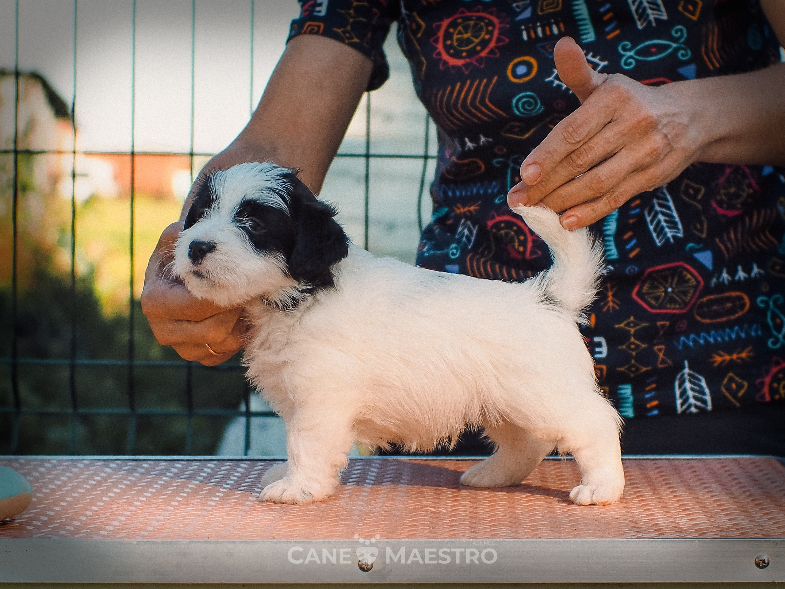 КОБZ_4_ЧБ_27_08_25. CANE MAESTRO — kennel Jack Russell Terrier