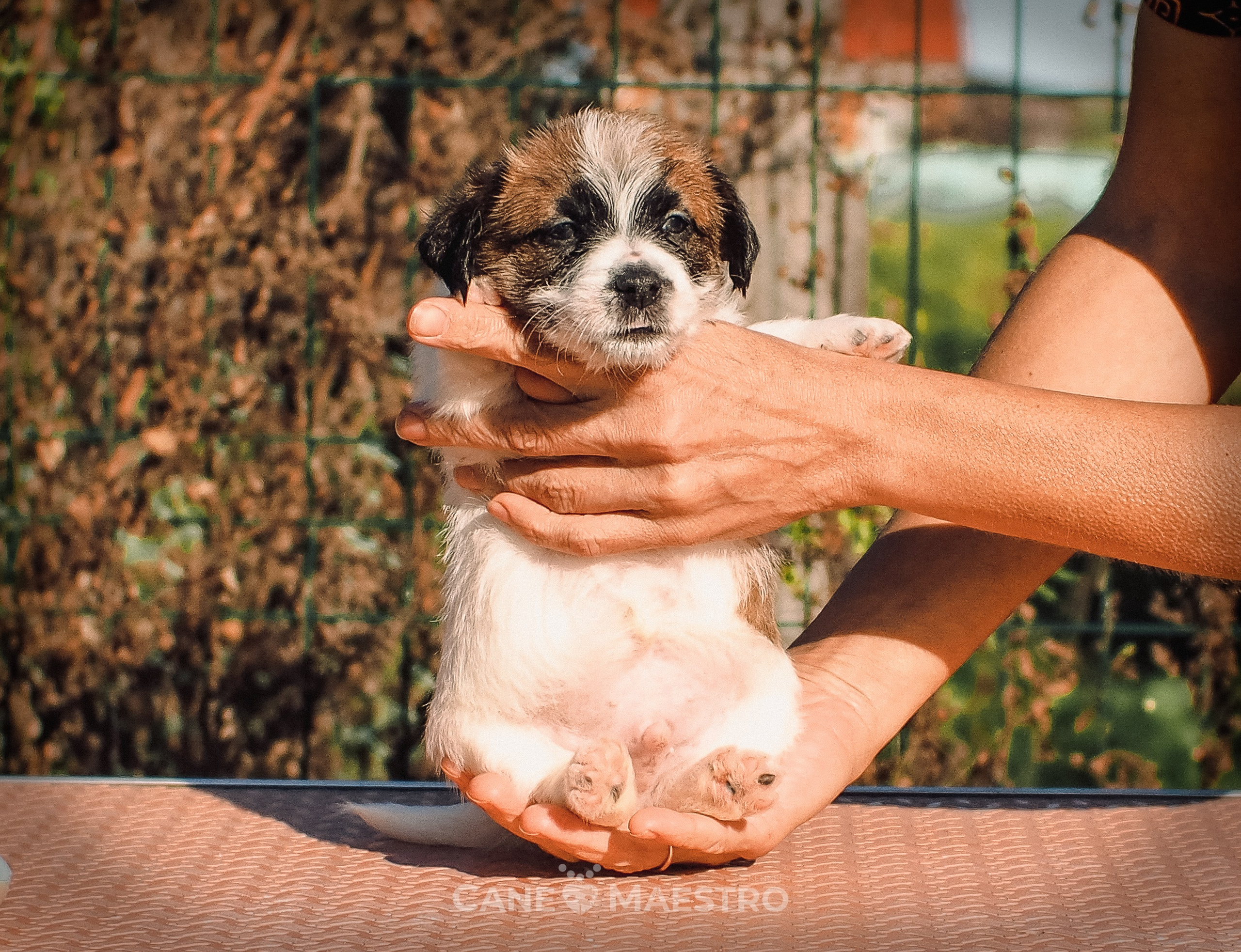 КОБЛ_5_БР_27. CANE MAESTRO — kennel Jack Russell Terrier