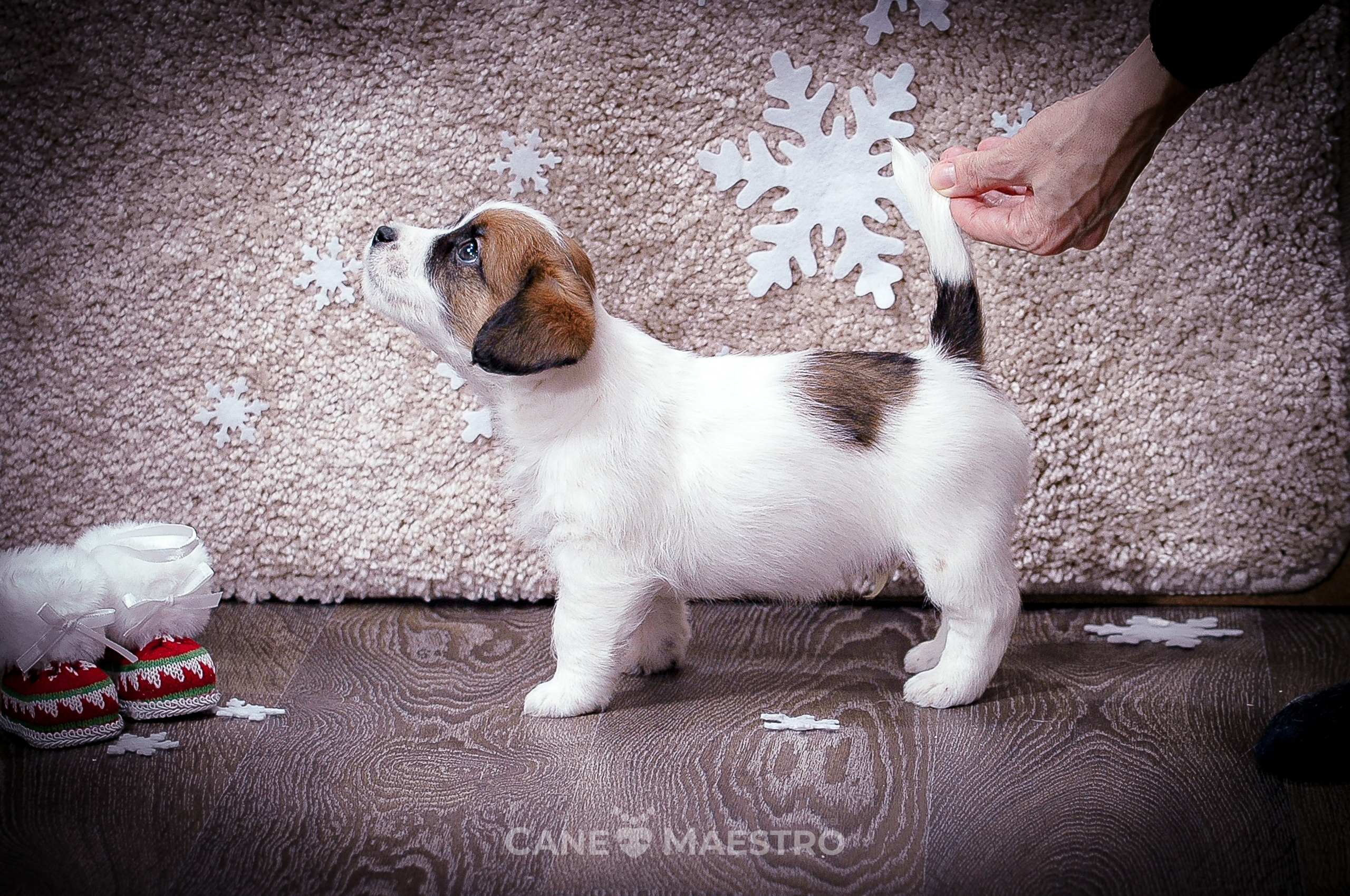 Мальчик 2. Кобель бело-рыжий. Джек рассел терьер щенок. КАНЕ МАЭСТРО — питомник Джек рассел терьеров