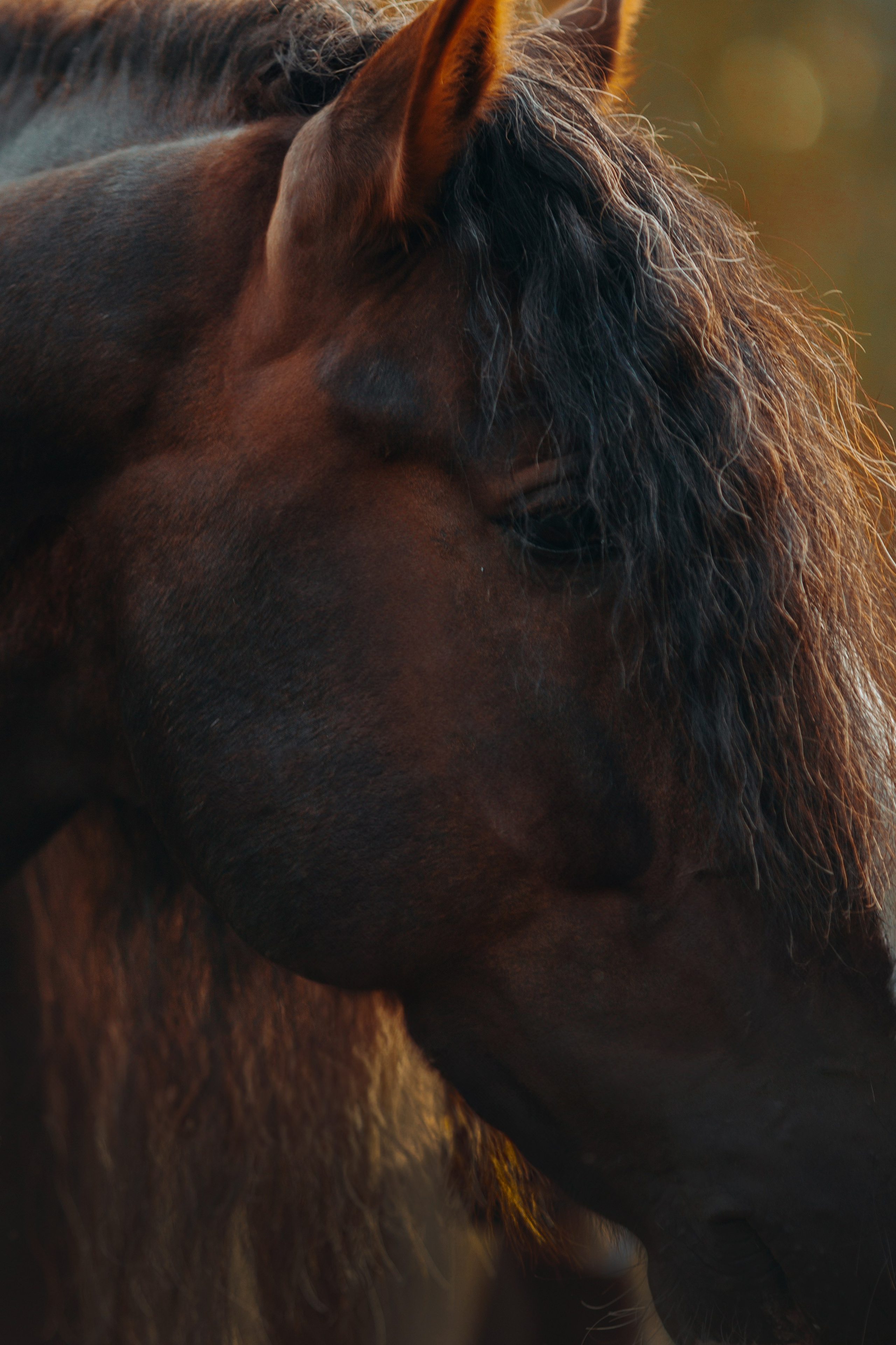 Съемка для лошадей. Анна Молчанова конный фотограф в Тюмени | фотосессии с лошадьми Тюмень
