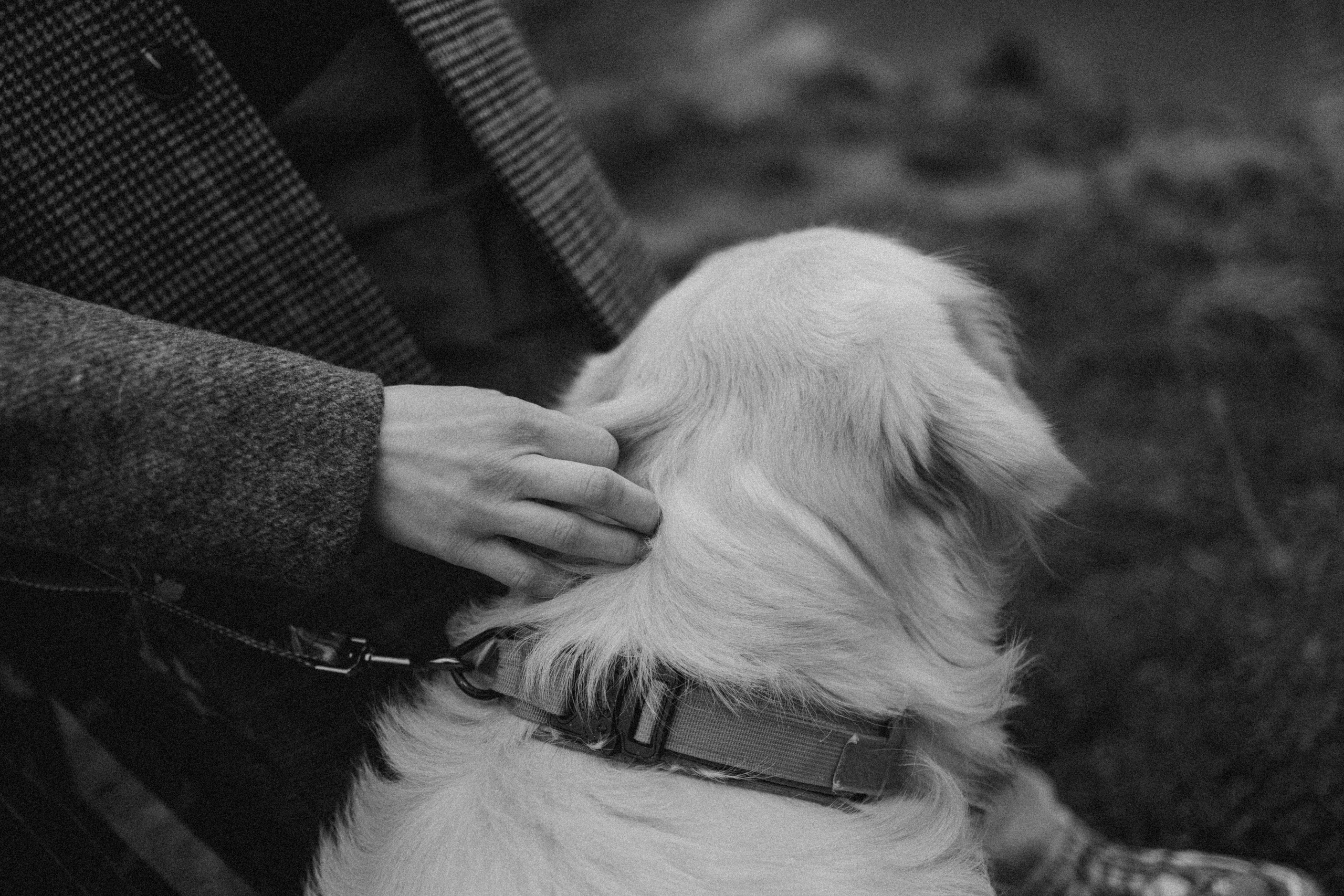 Лаки и его семья. Фотограф — Анималист | Санкт-Петербург