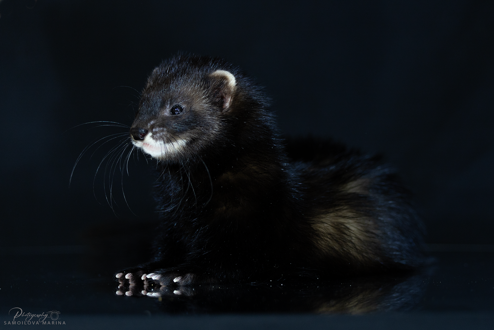 Хорьки. Фотограф-анималист в Москве и МО Самойлова Марина