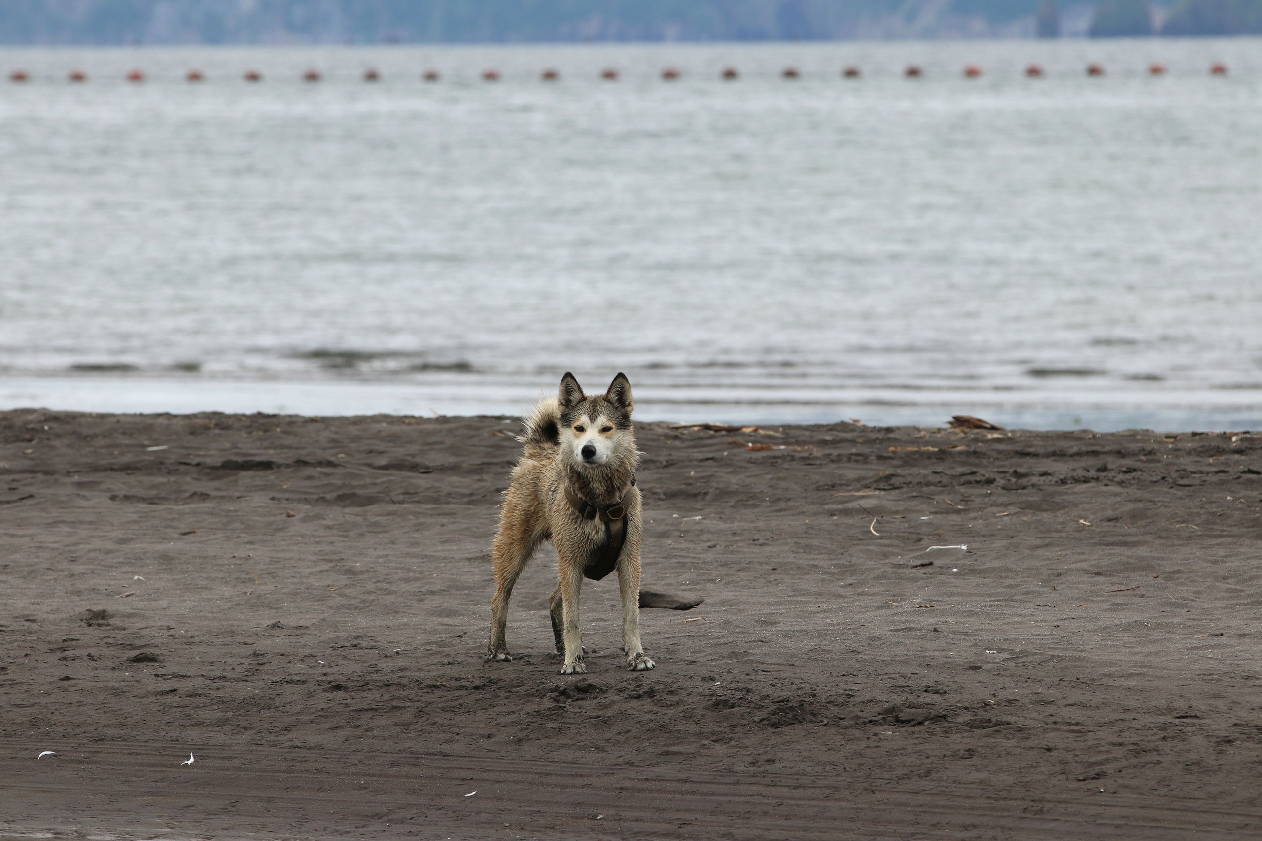 Камчатка и о. Парамушир. Июль 2024. Путешественник-фотограф из Санкт-Петербурга Татьяна Свистулина
