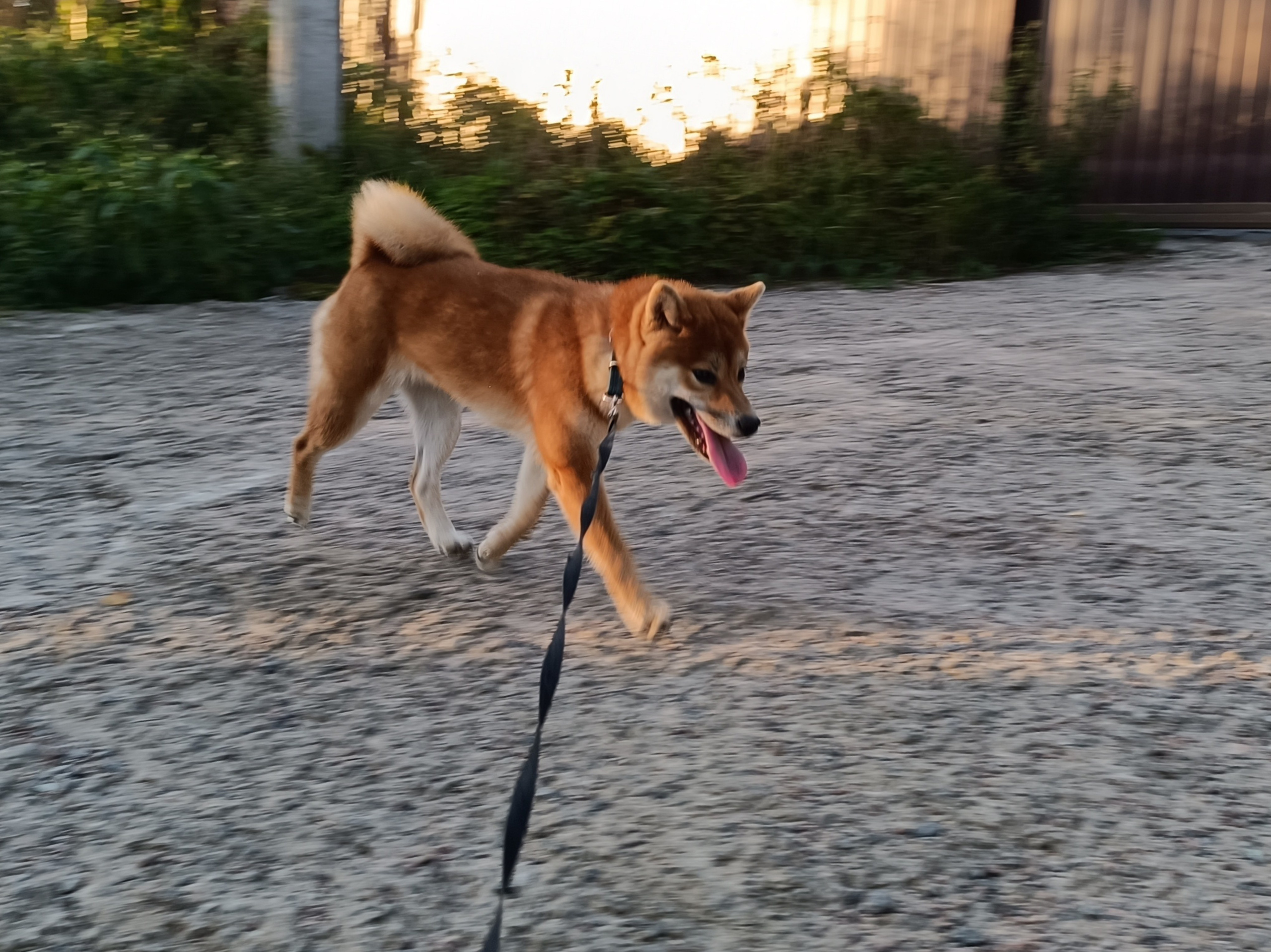 Сиба Rubylight Ellis питомник Рубилайт