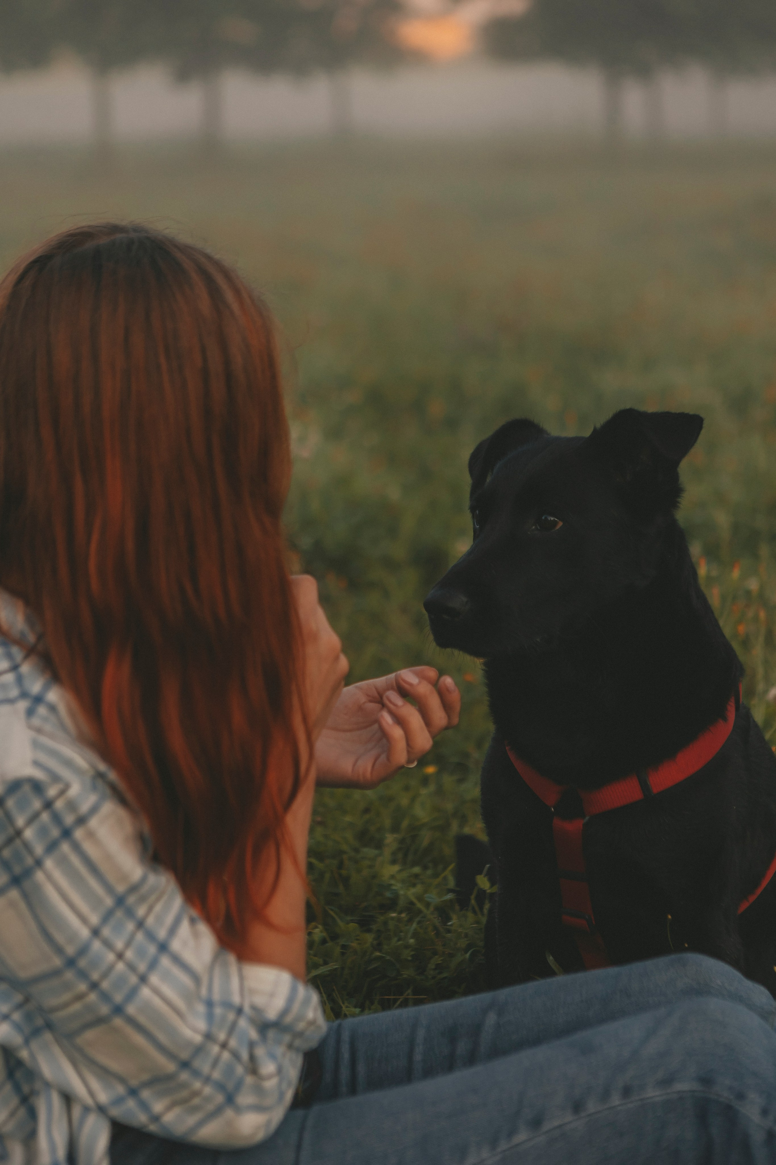 Саша и Дана. Фотограф-анималист в Санкт-Петербурге Алина Яхонт