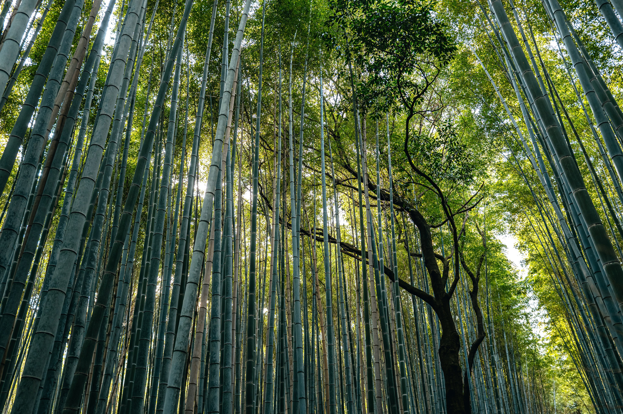 Japan/Япония. @tomrus: Рустам Шагиморданов — фотограф