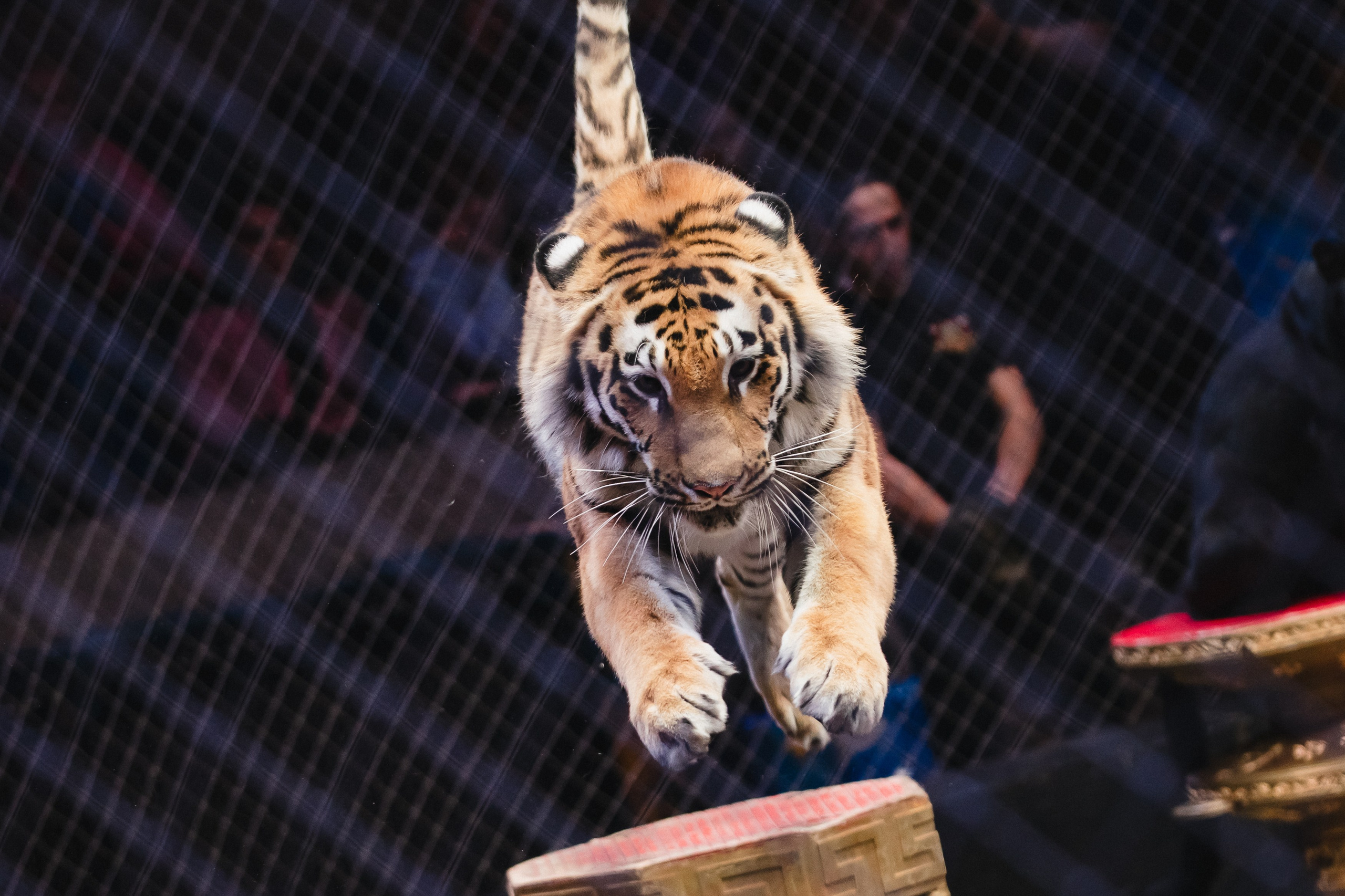 5 Континентов — Открытая репетиция. Воробьева Ксения — Спортивный и танцевальный фотограф Новосибирск