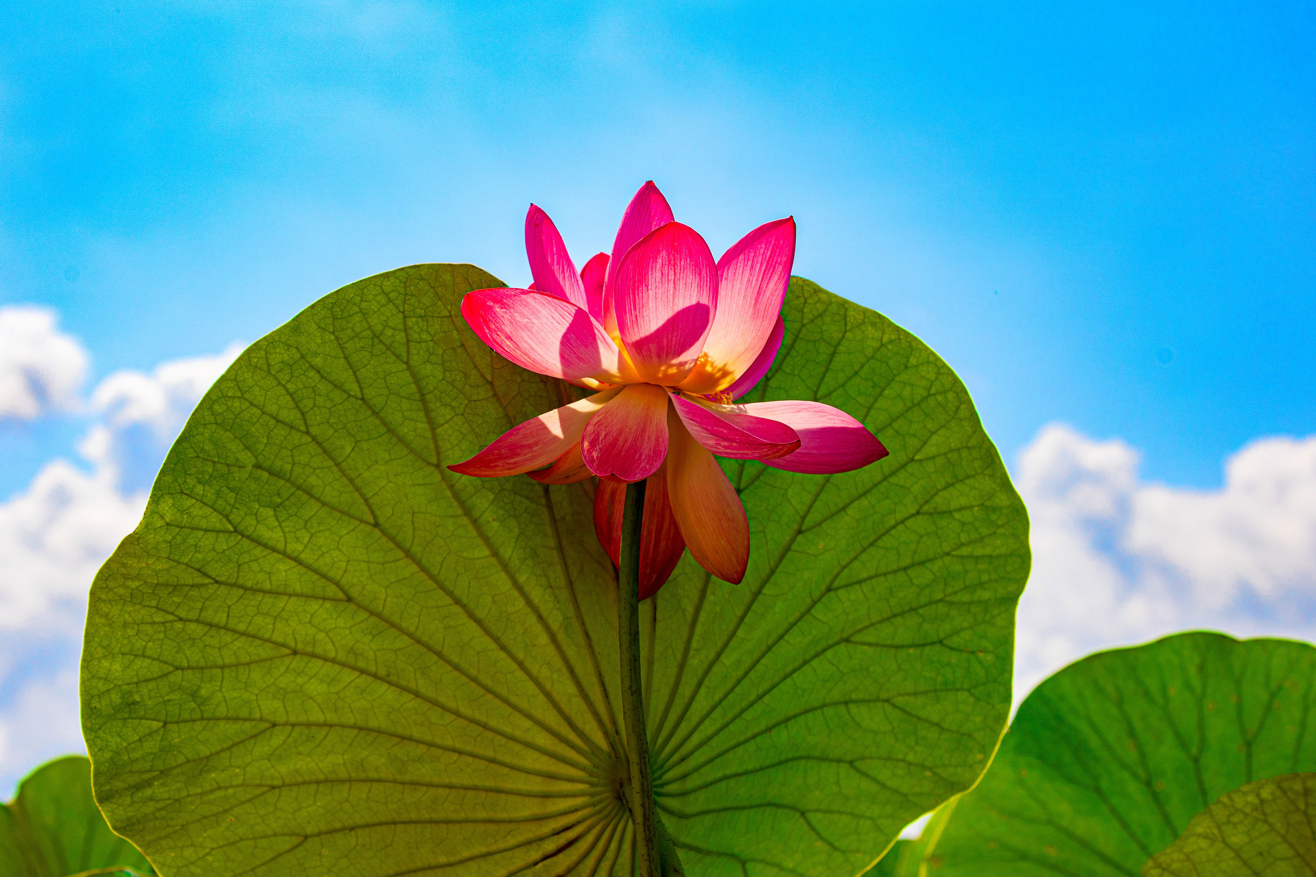 ЛОТОСЫ. Фотограф Владимир Роля