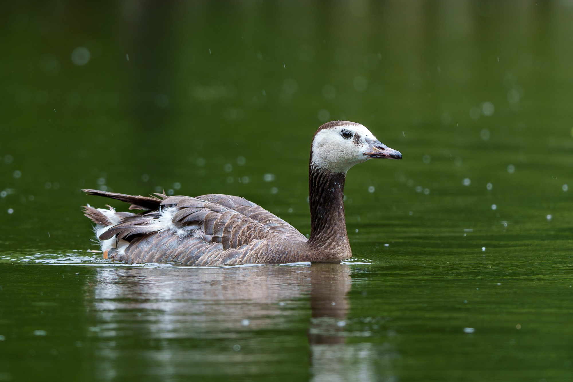 Удивительные мир птиц. Вокруг нас столько прекрасного — присмотритесь!. Ваш личный фотограф Марина Волкова