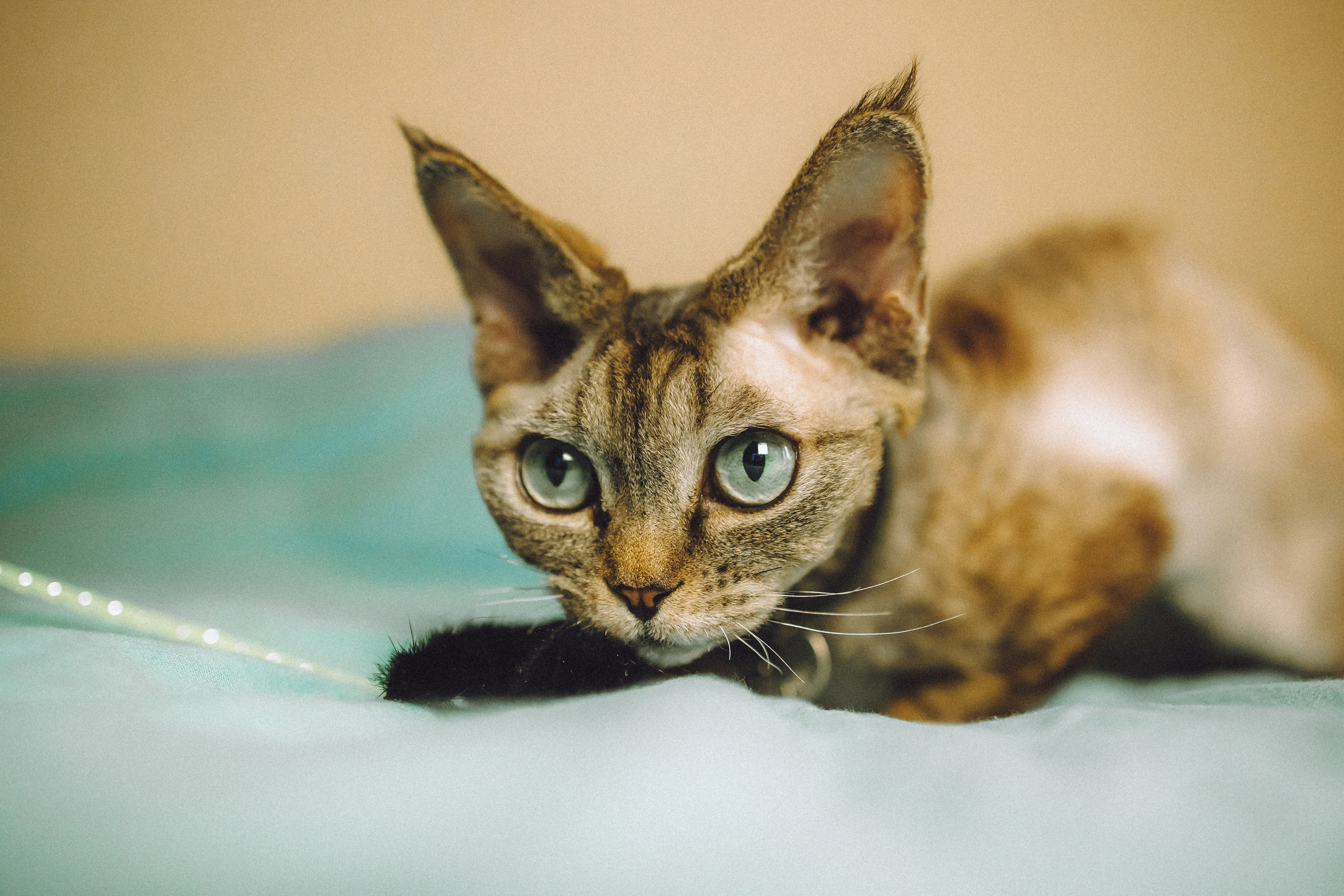 Гречка, Ковш и их семья