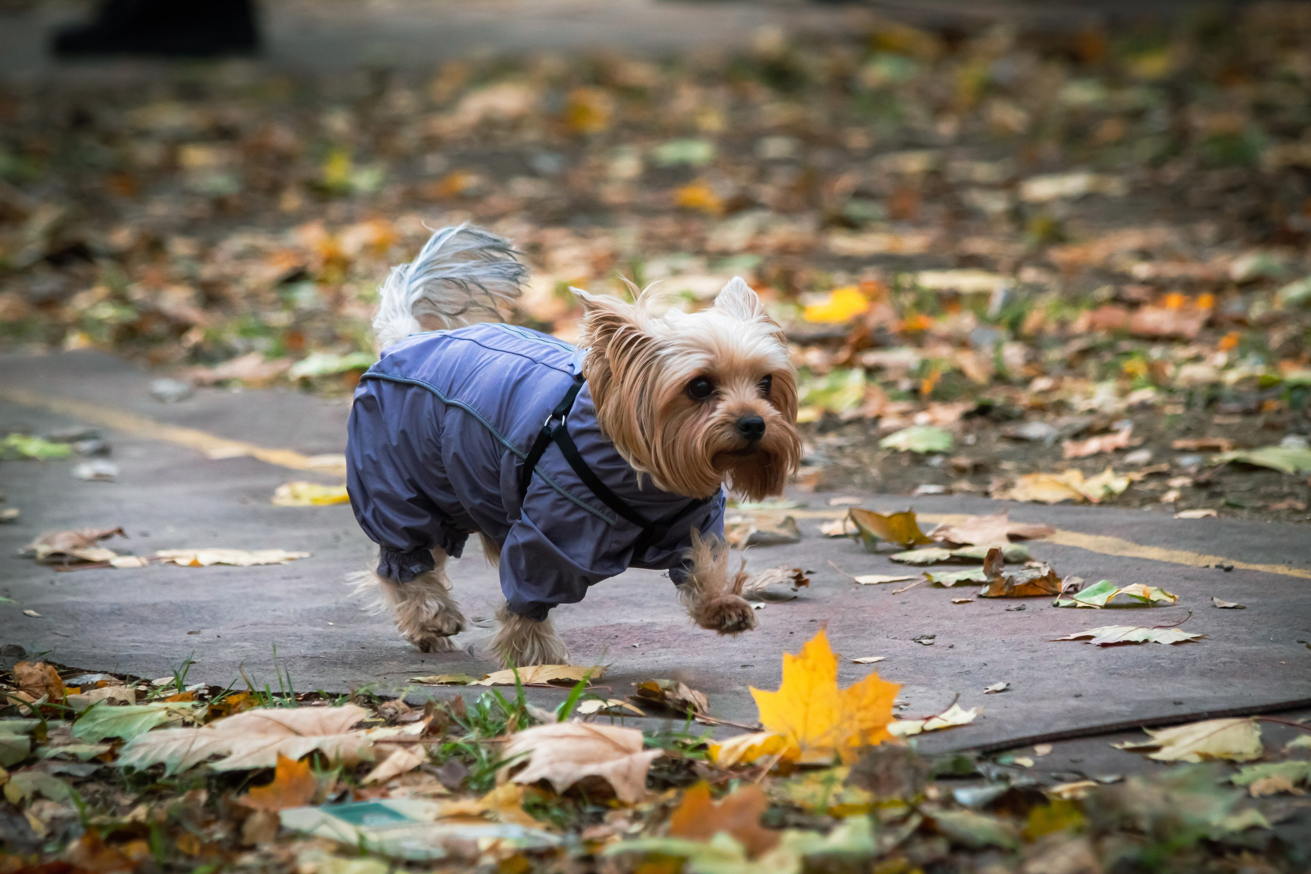 Костюмированный парад собак. Фотограф анималист — Тула, Москва