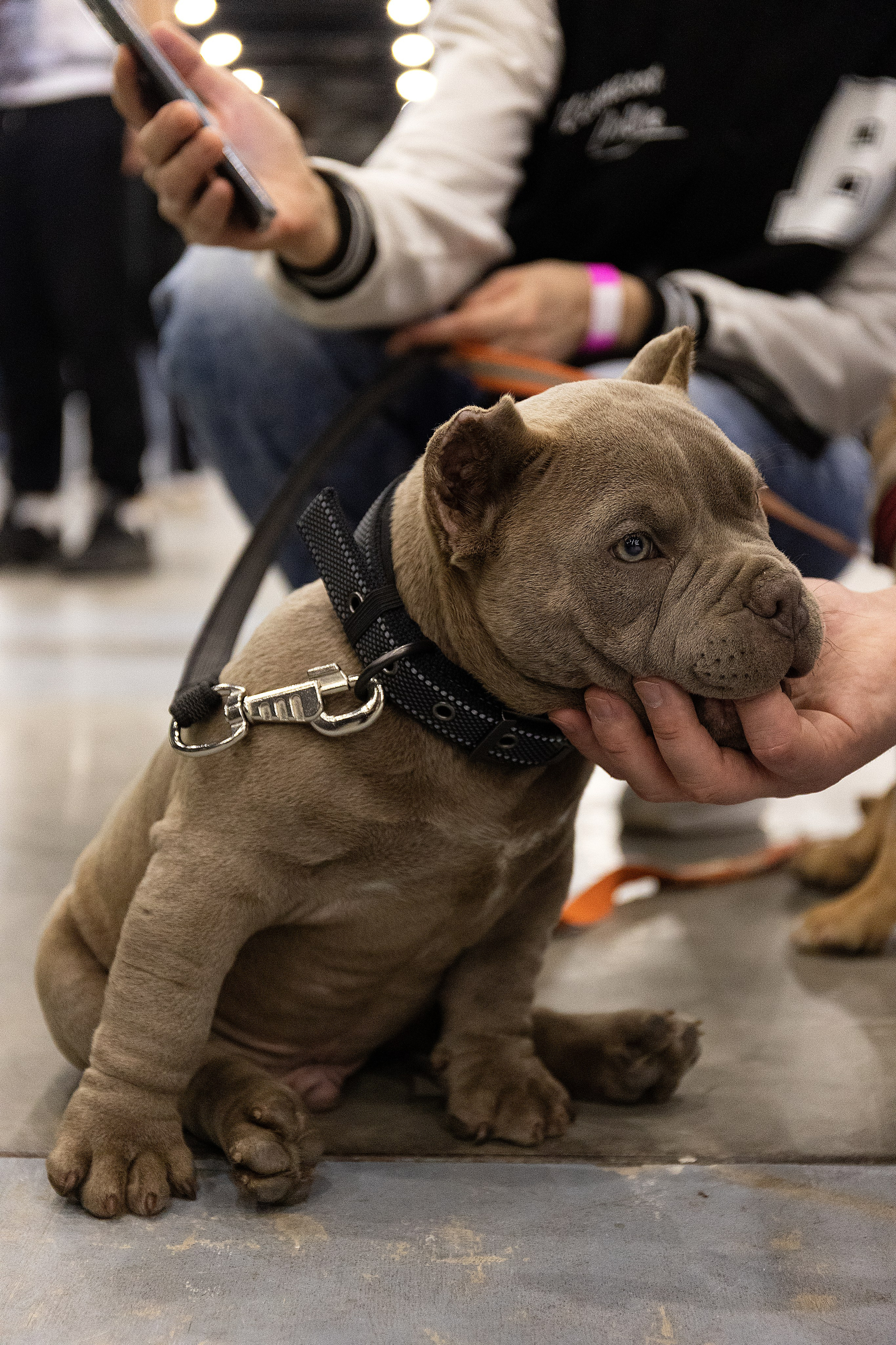 Анималистика