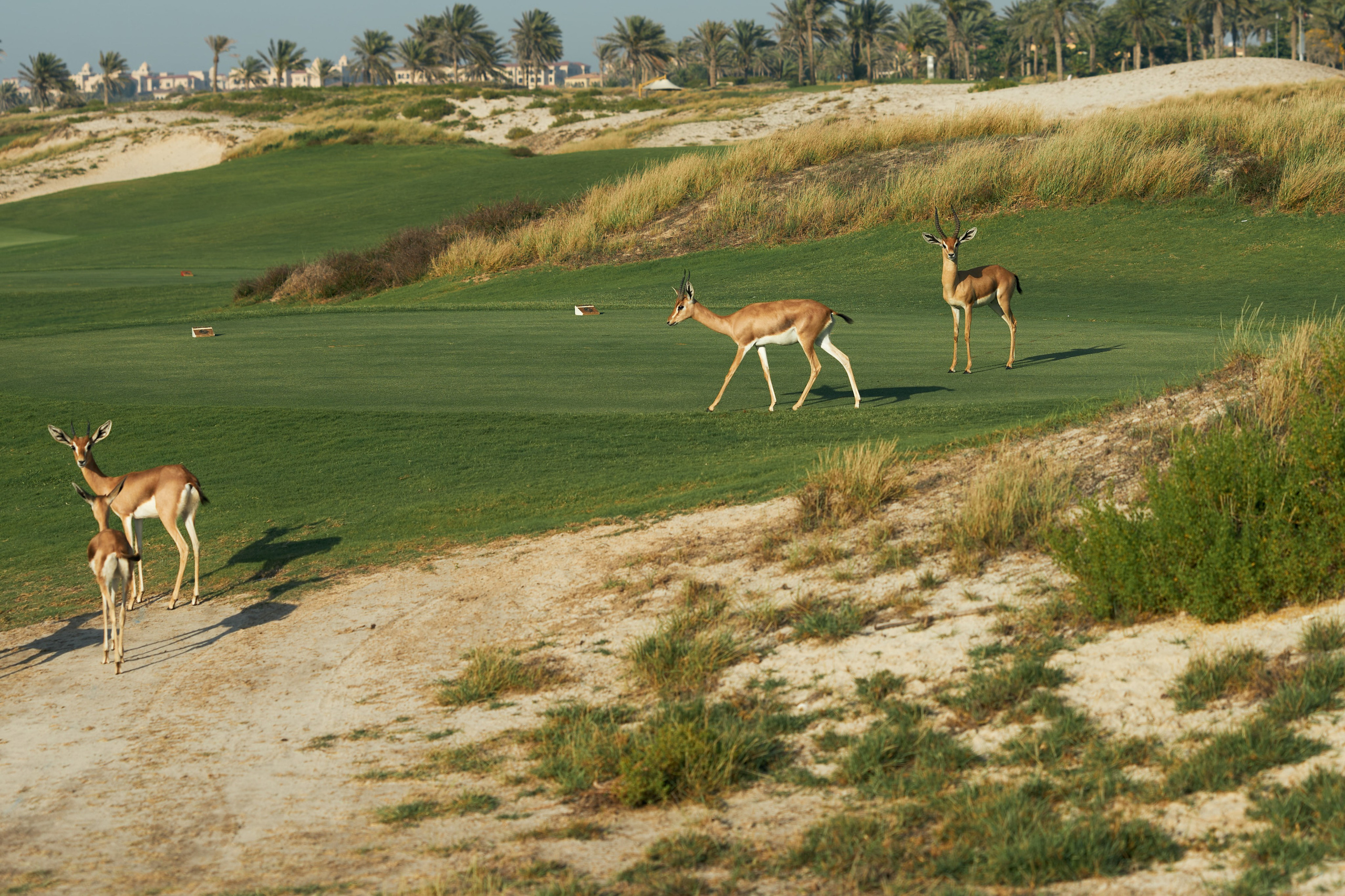 UAE GOLF. Фотограф Наталья Леонова