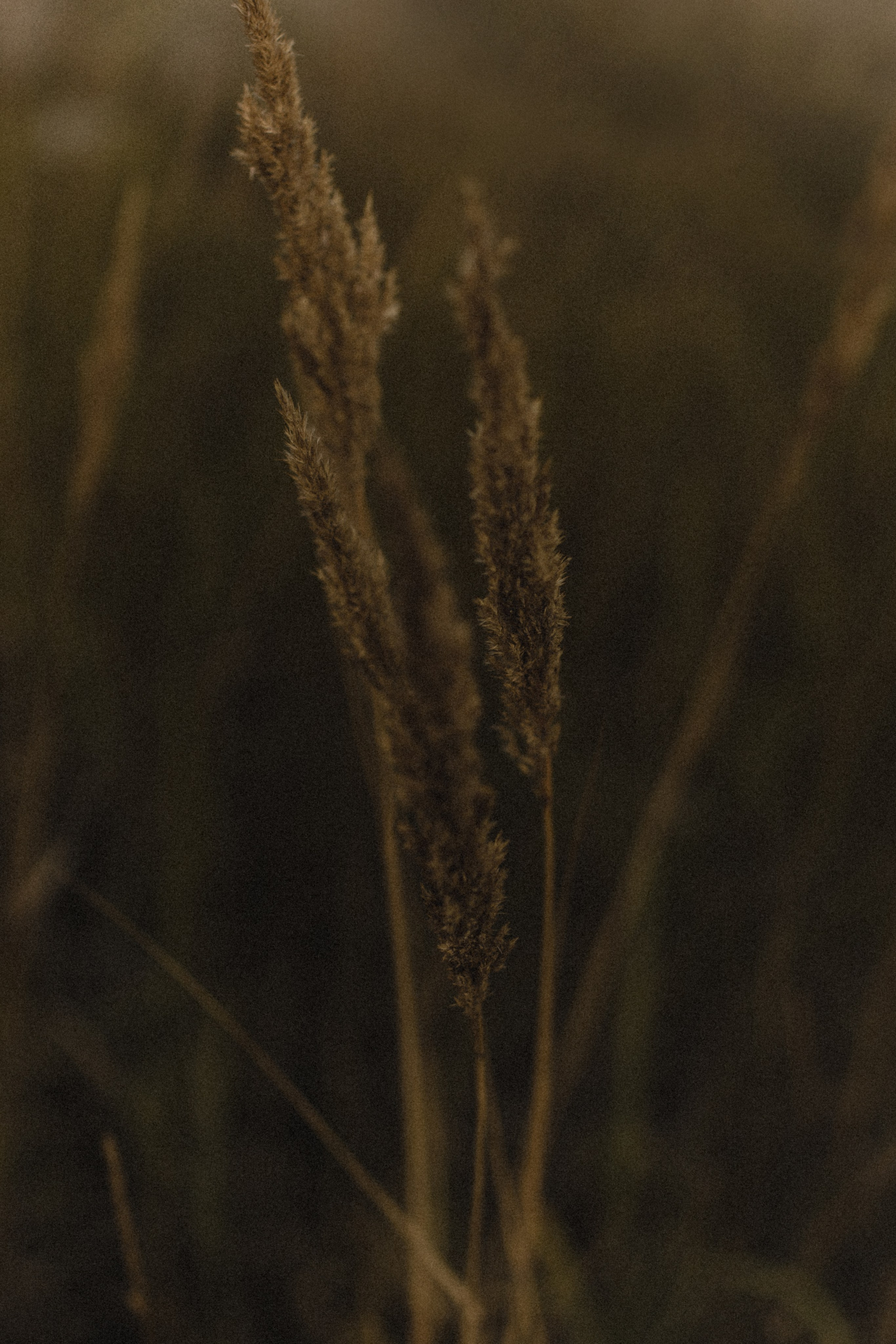 Даша и Андрей. Свадебные фотографы в г. Сургут Маркова Наталья и Замахина Елена