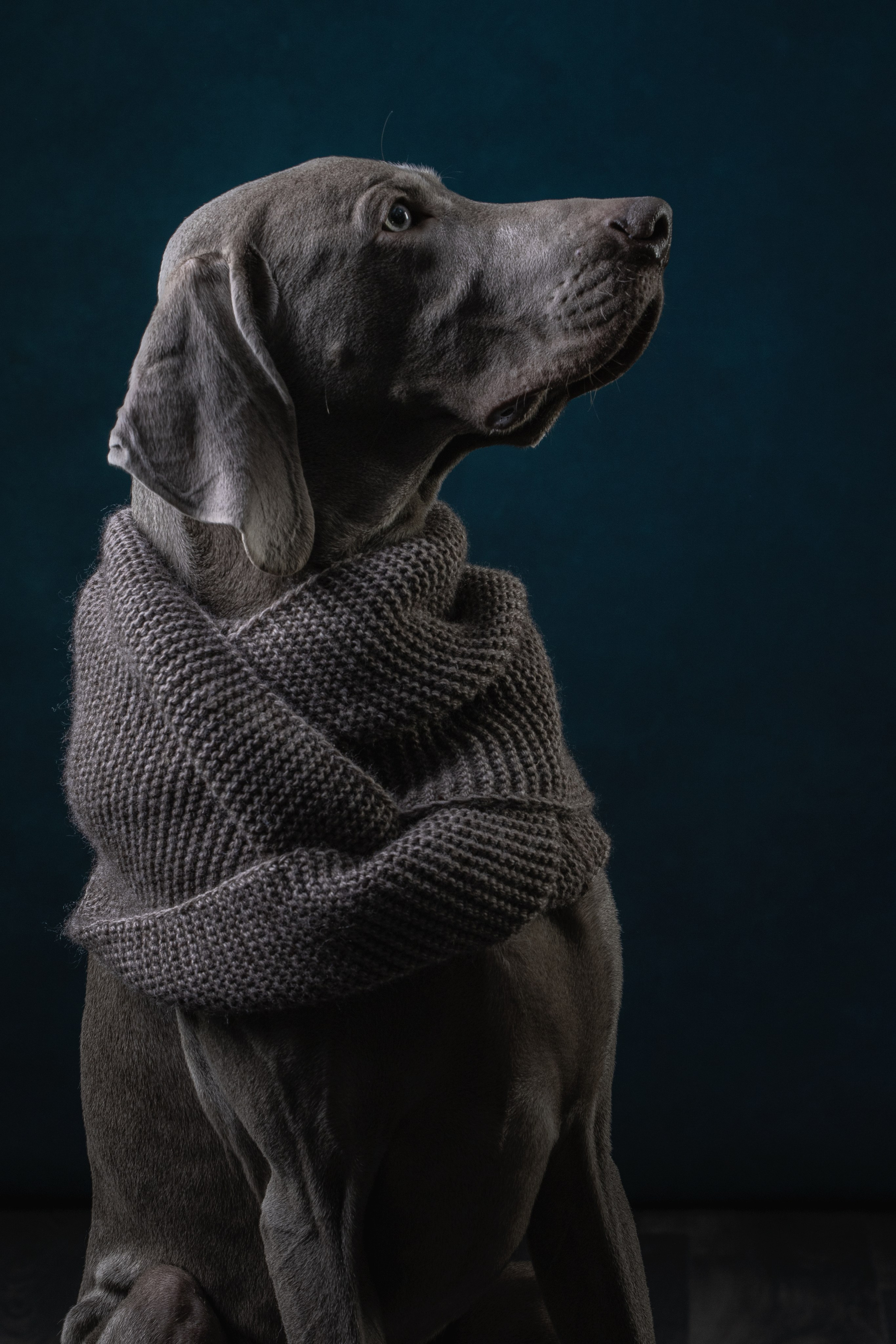 Студийная съемка веймаранера. Фотограф-анималист Юлия Зубкова