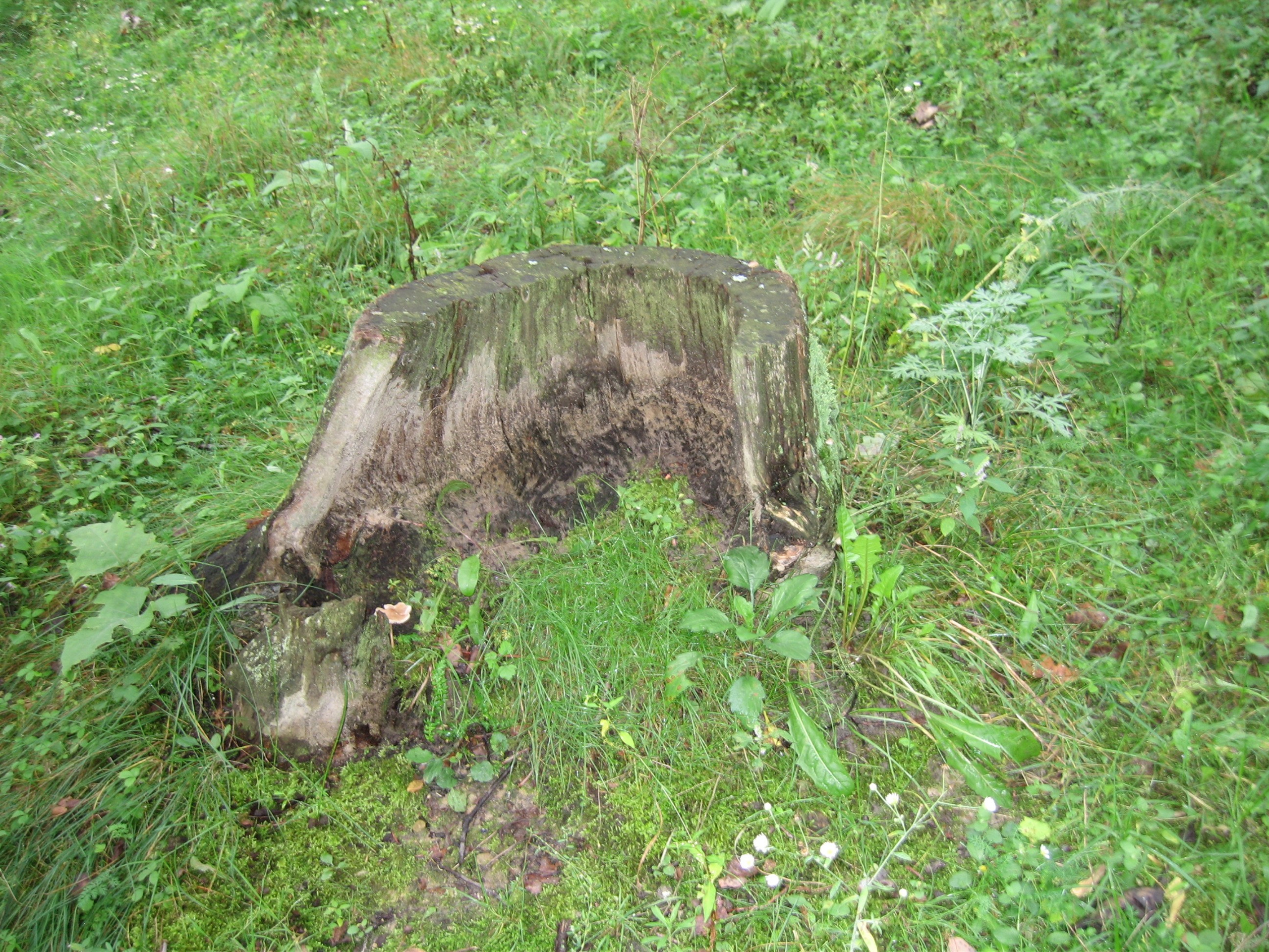 Остатки ствола дерева (пень) в природной среде, окружённые растительностью.