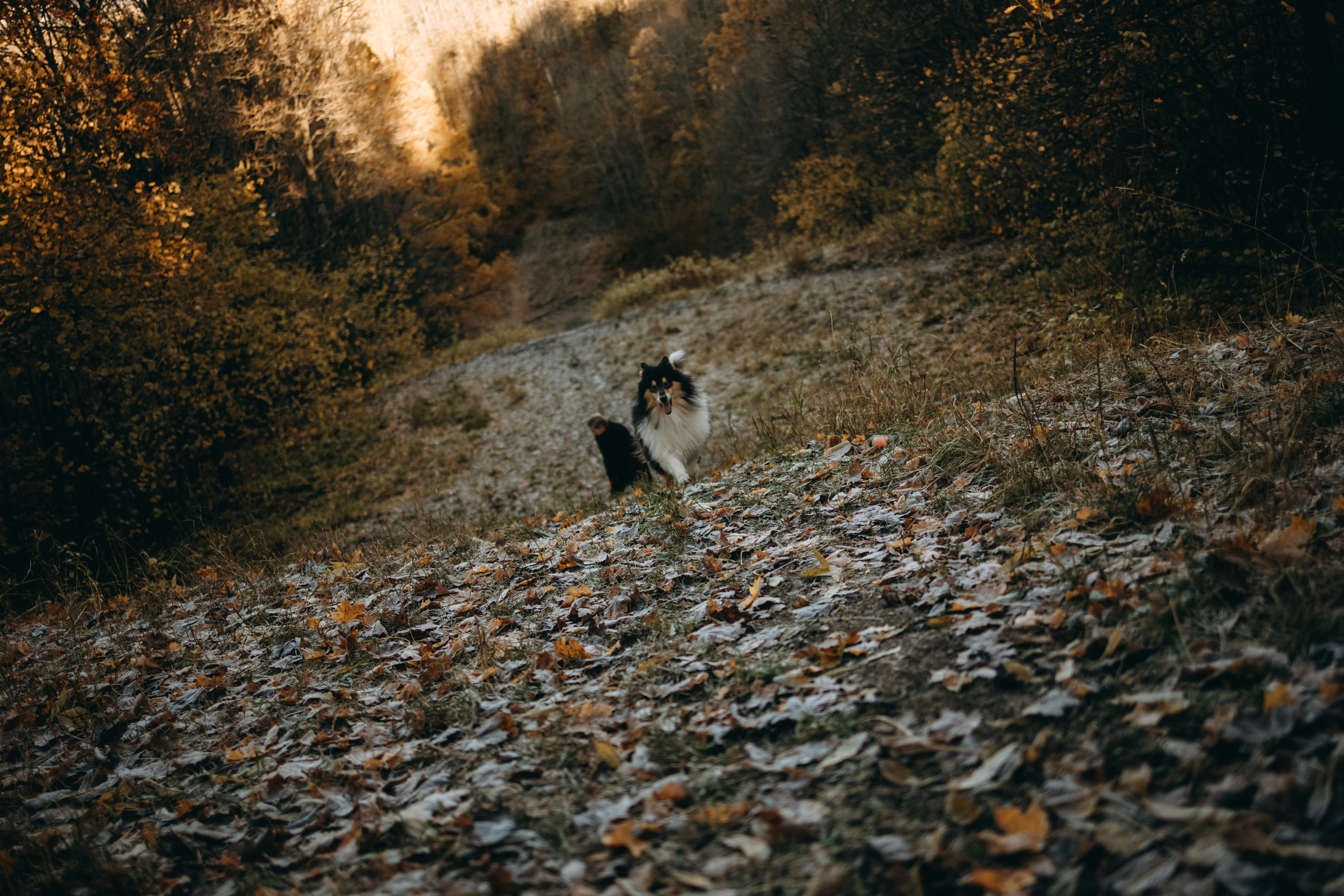 Ия и Барт. Фотограф — Анималист | Санкт-Петербург