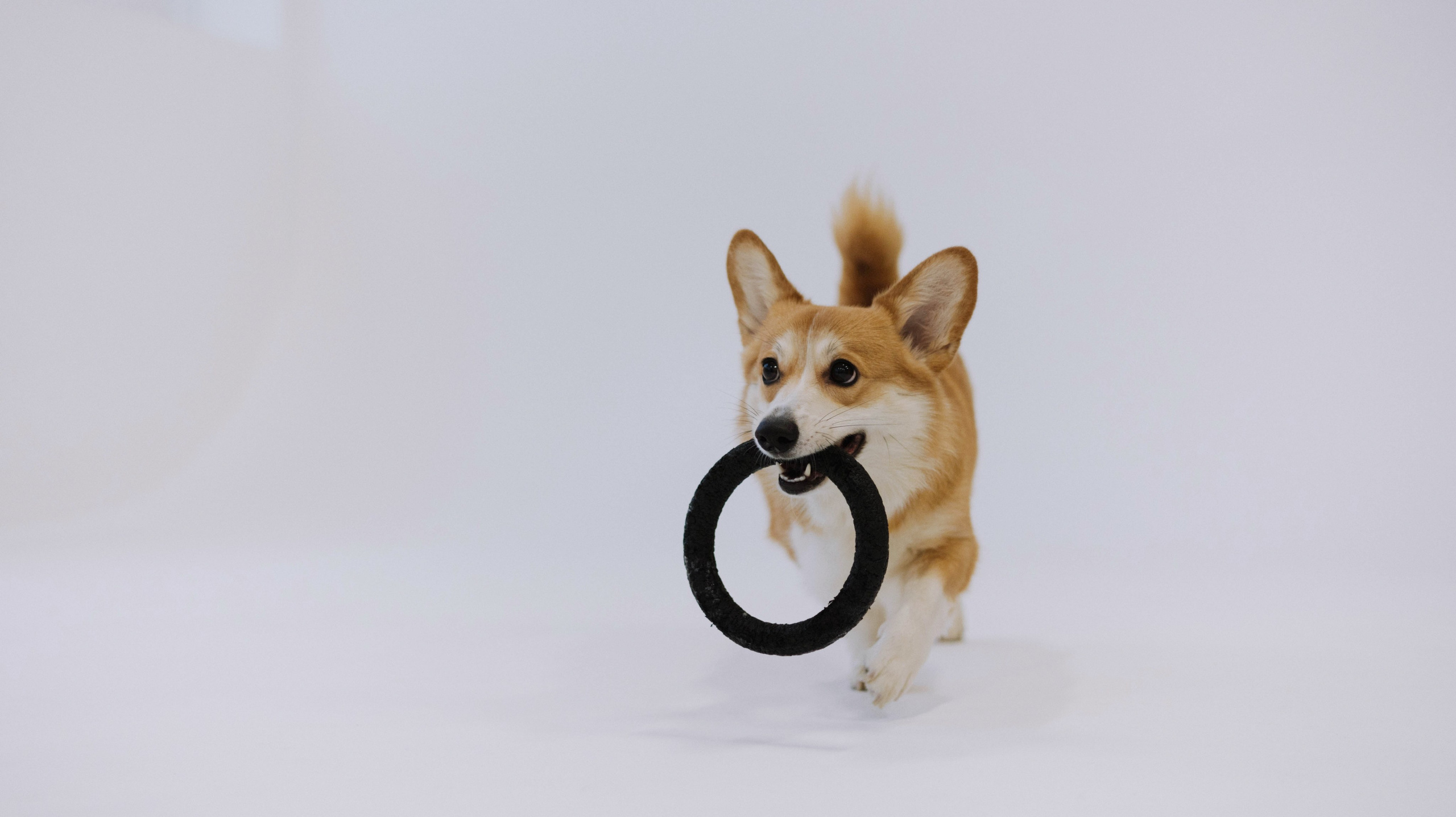 Настя и Мия. Фотограф-анималист Богданова Полина