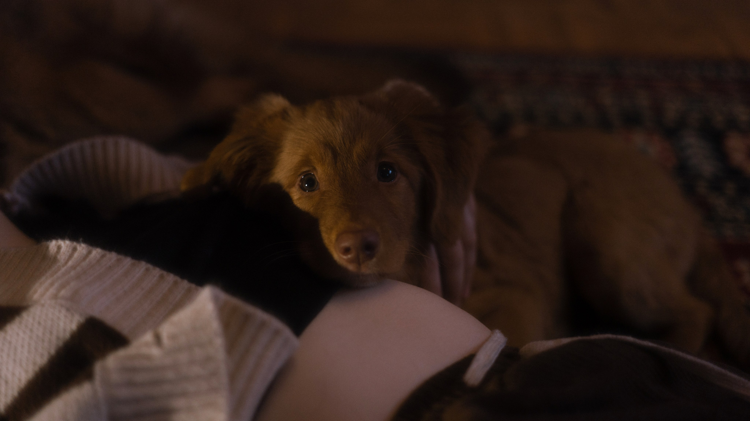 Лера, Реджи и Ральф. Фотограф-анималист Богданова Полина