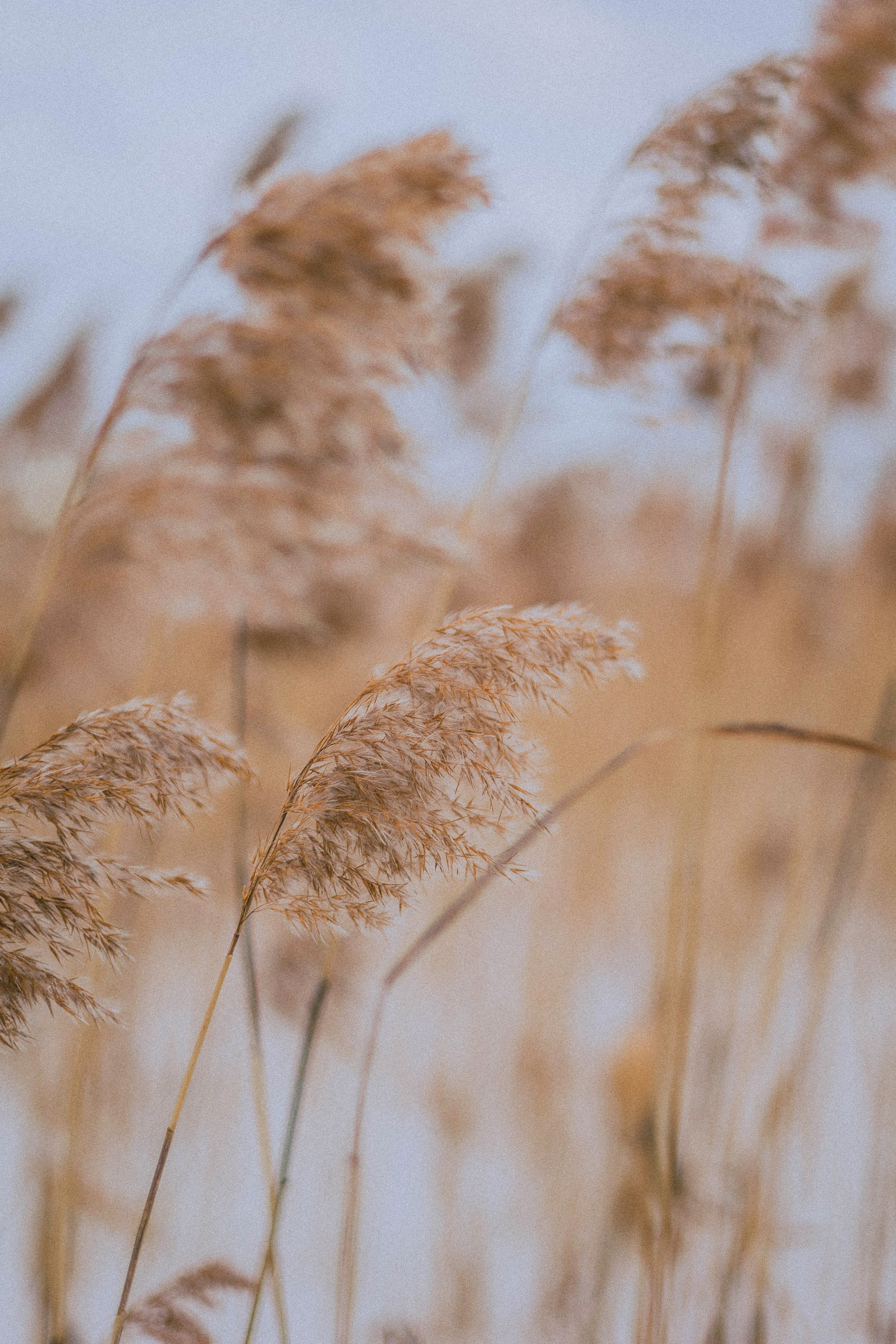 Маша, Рэм и Ньютон. Фотограф-анималист Богданова Полина