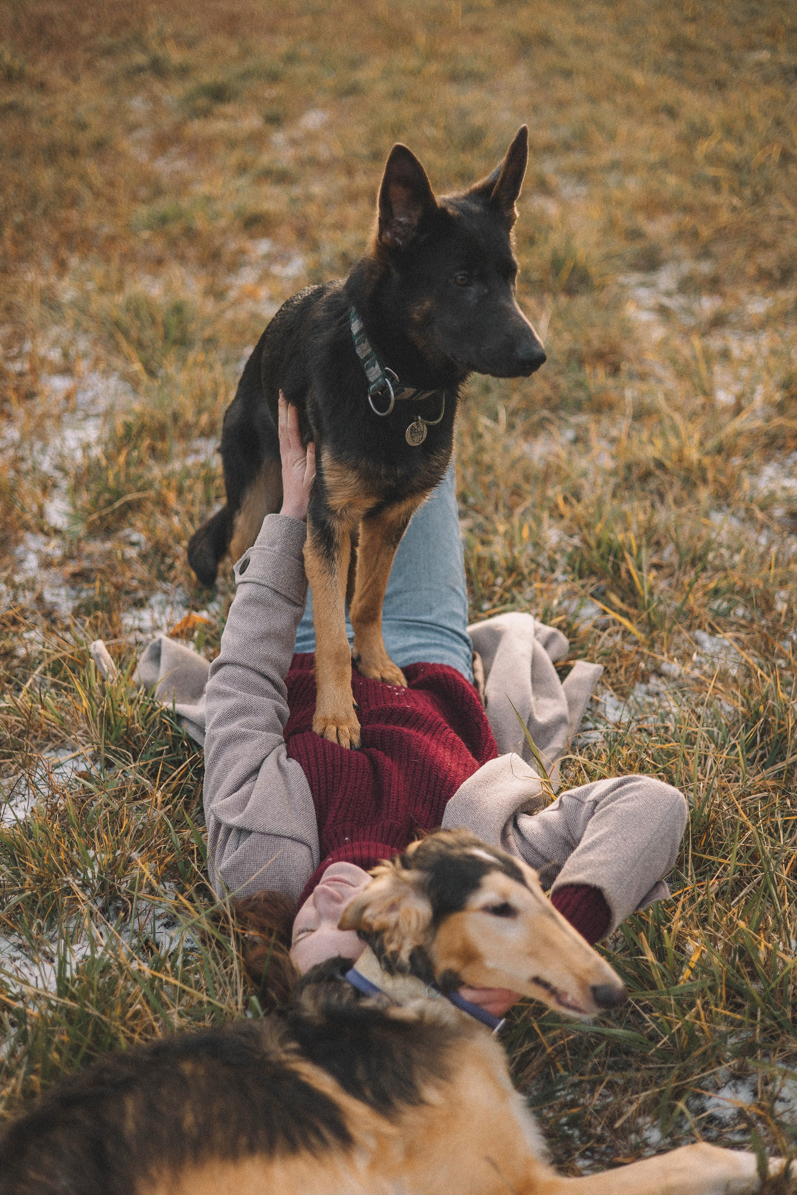 Алена, Леви и Микаса. Фотограф-анималист Богданова Полина