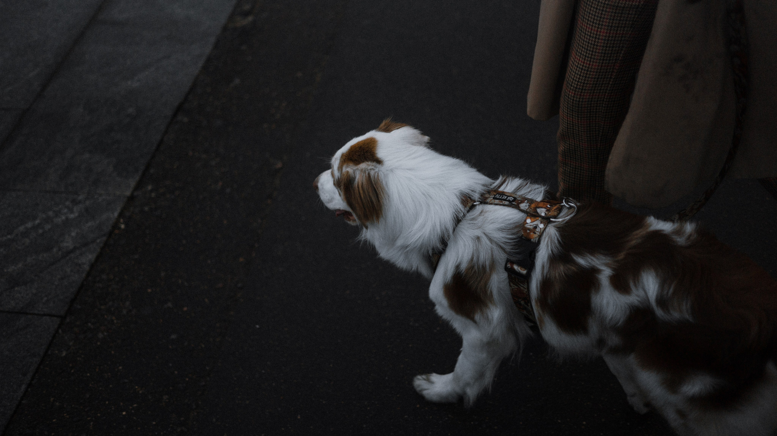 Светлана и Оливия. Фотограф-анималист Богданова Полина