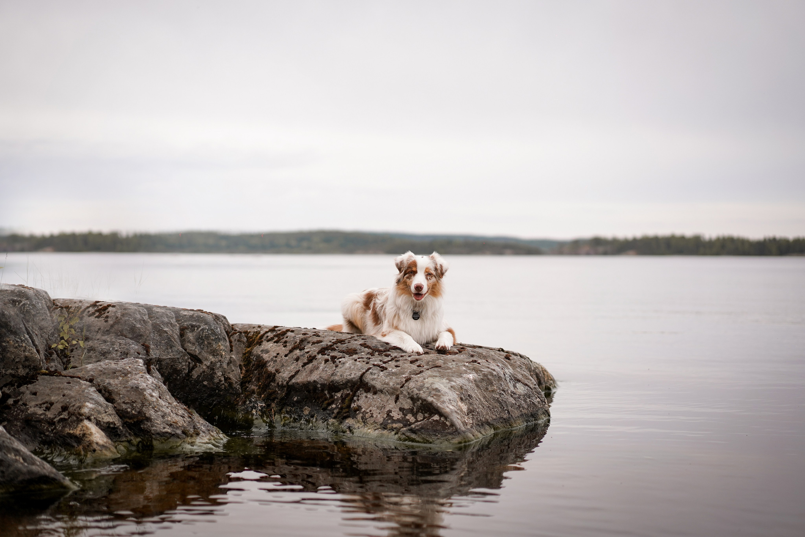 Панда и Юни в Карелии. Фотограф-анималист в Санкт-Петербурге Яна Мартынова