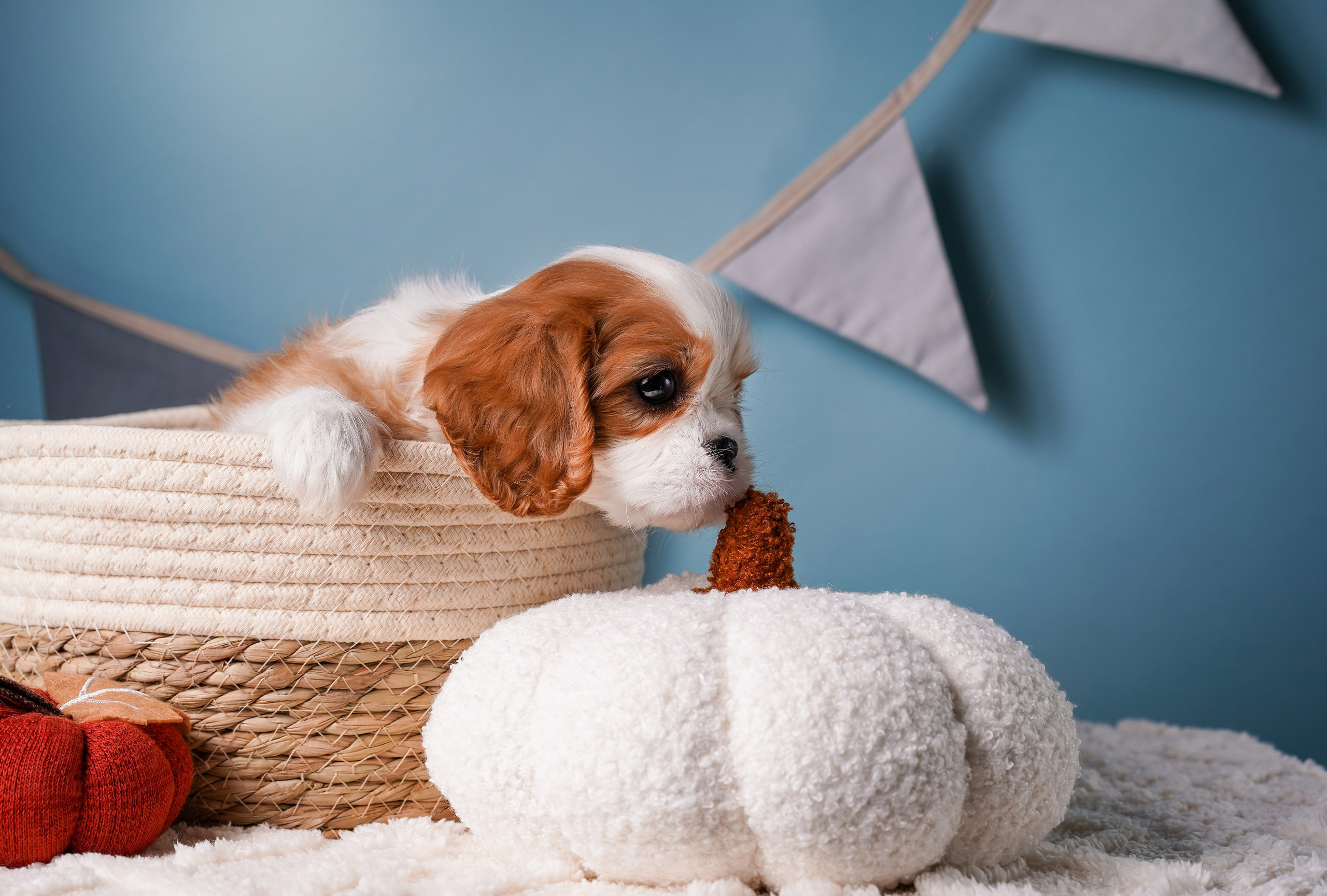 Щенки кавалера. Фотограф-анималист в Санкт-Петербурге Яна Мартынова