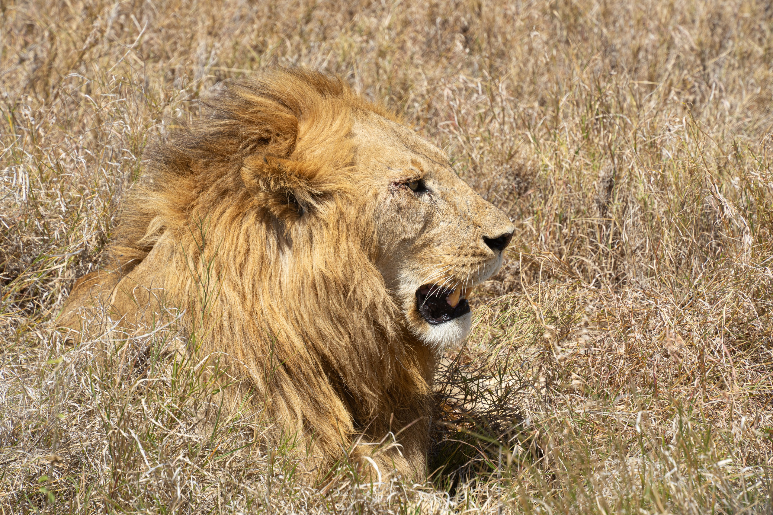 Танзания, сафари, 2025. Творческие сьемки