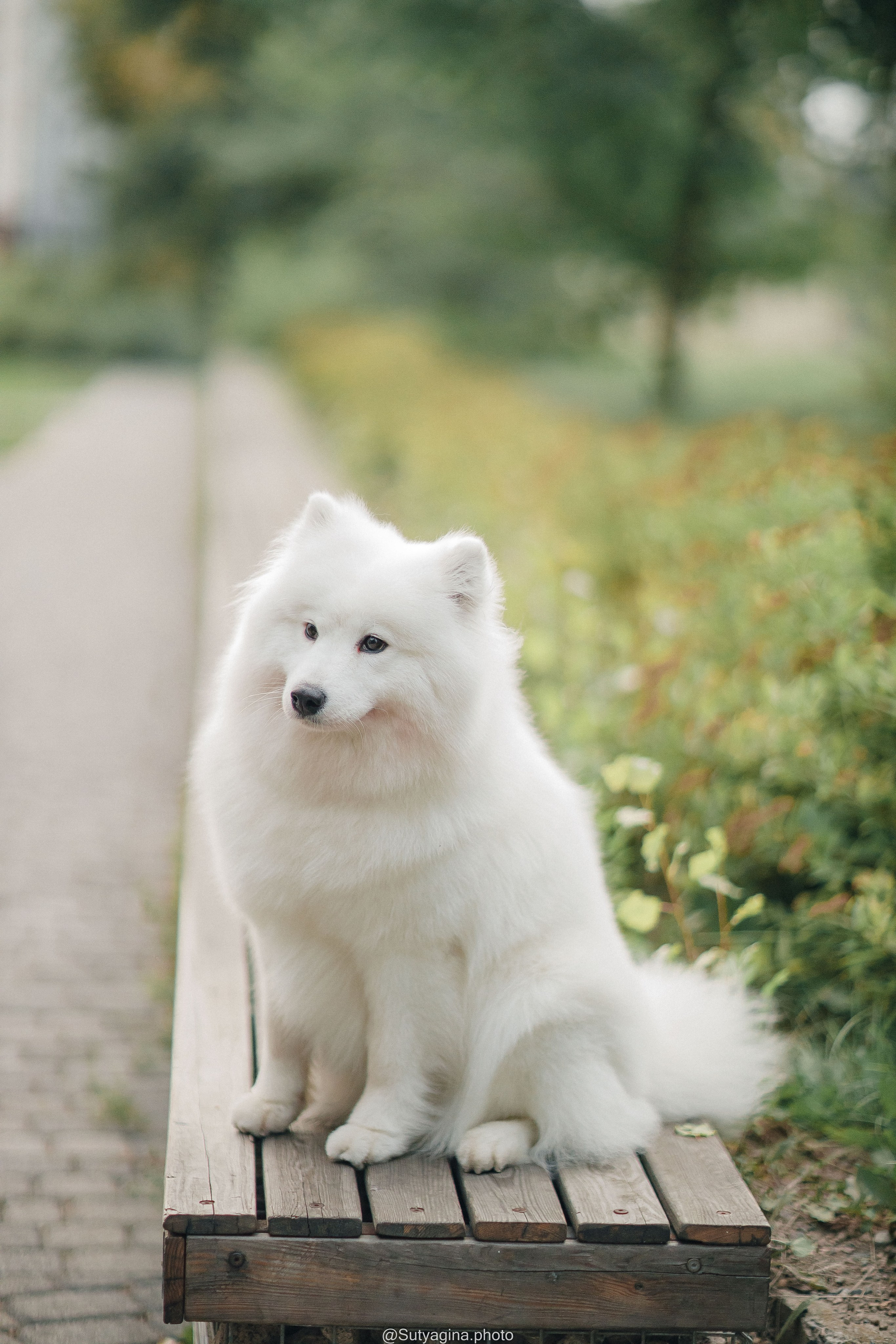 Самоед Рея. Свадебный и женский фотограф