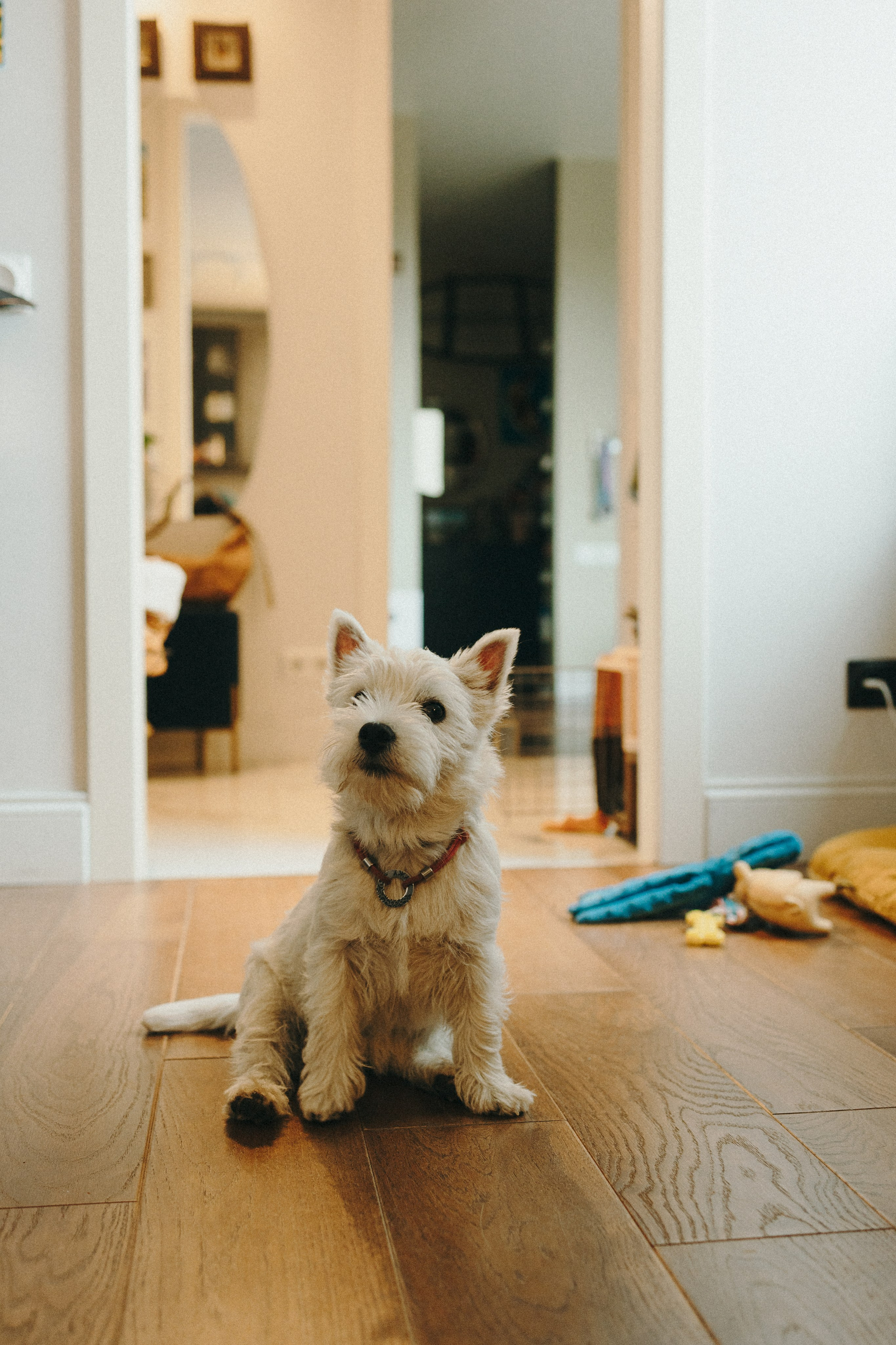 Снежуля, Мари и Саша. Фотограф анималист Анастасия Пикей