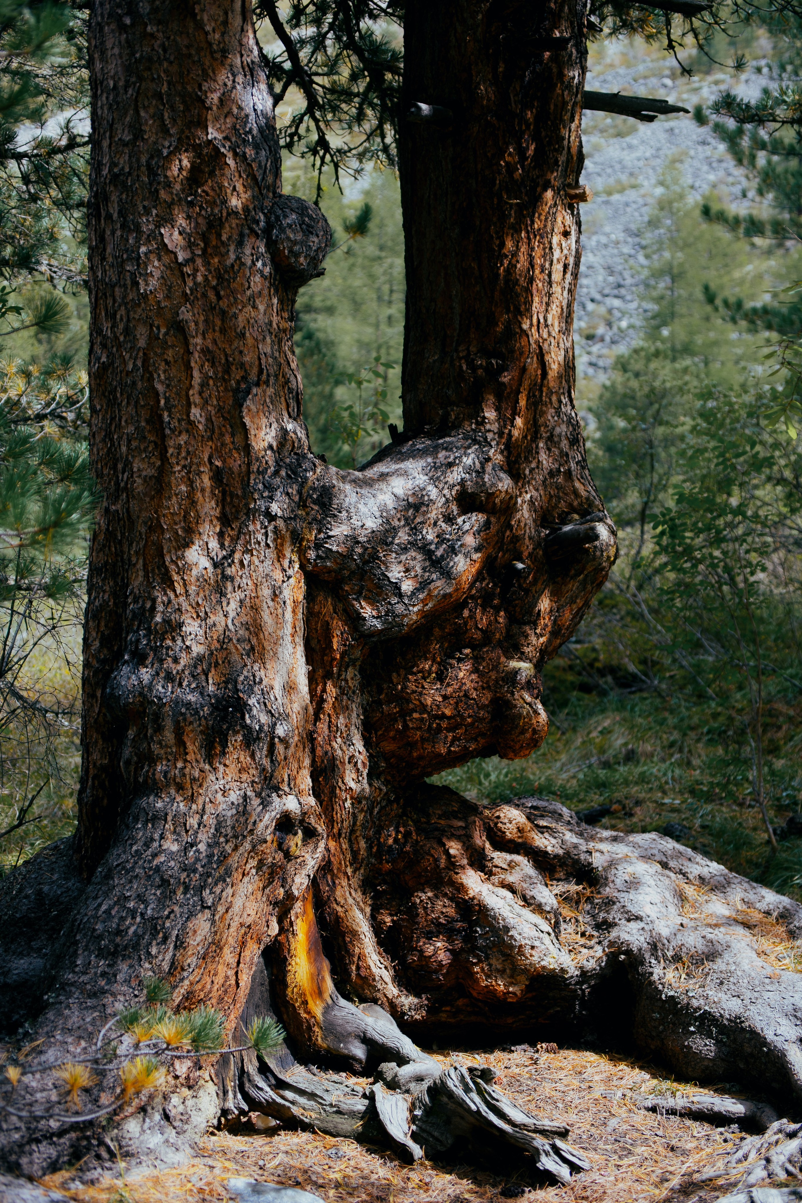 Шавлинские. Главная