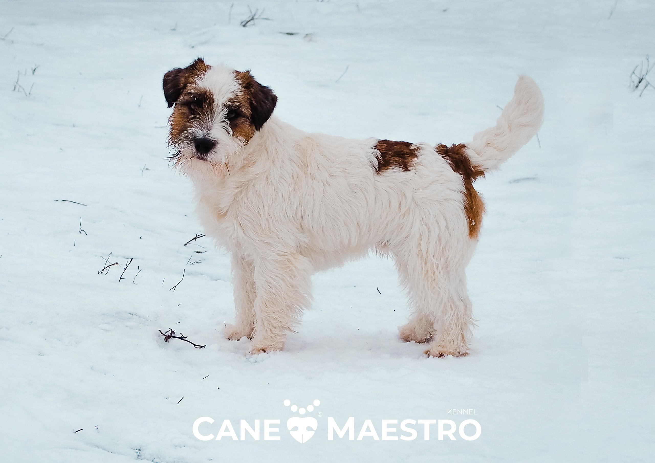 Жесткошерстный. б/рыж. Джек рассел терьер. КАНЕ МАЭСТРО СТИМОРОЛ АЙС. КАНЕ МАЭСТРО — питомник Джек рассел терьеров