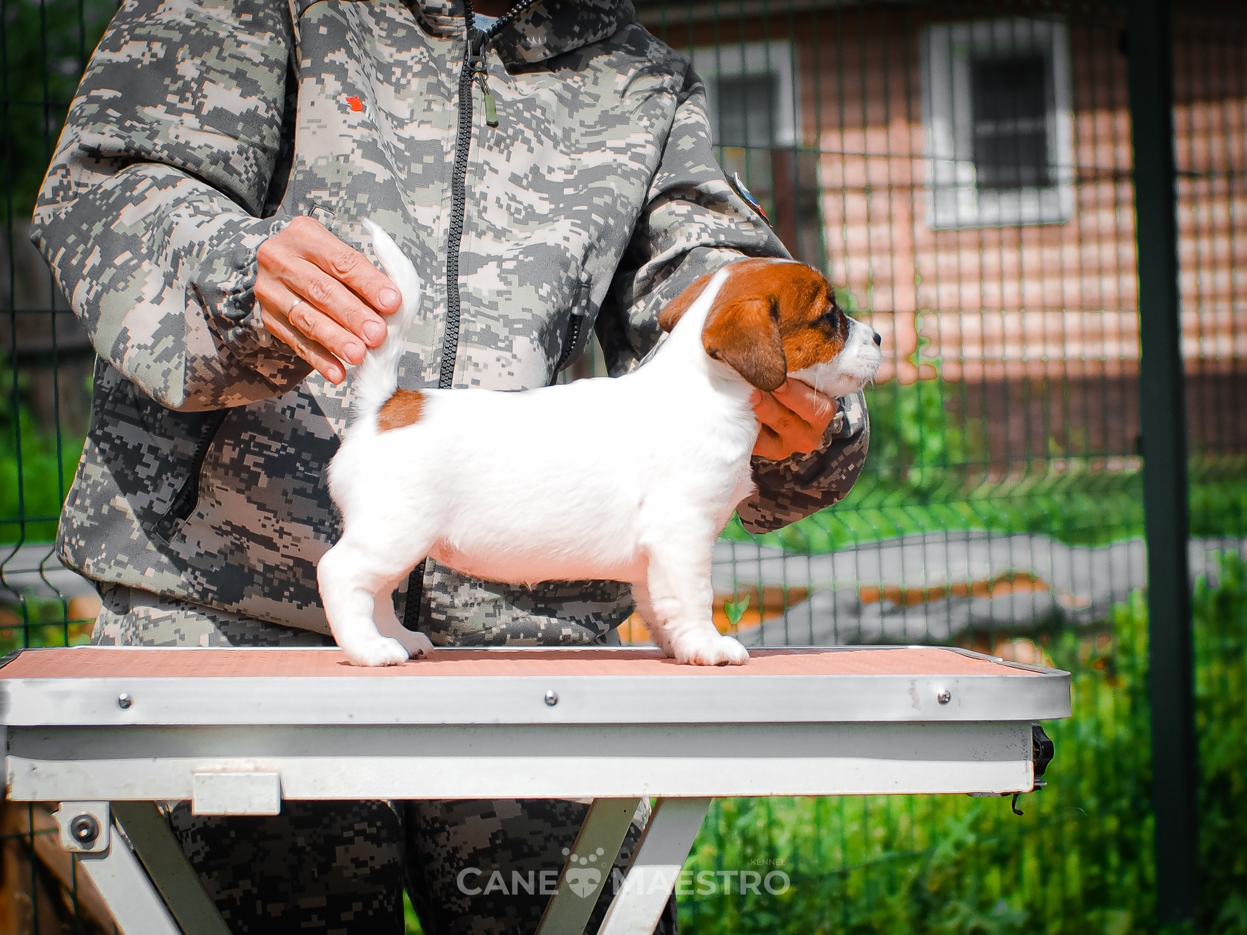 Ш_FEMALE_SHIZGARA. CANE MAESTRO — kennel Jack Russell Terrier