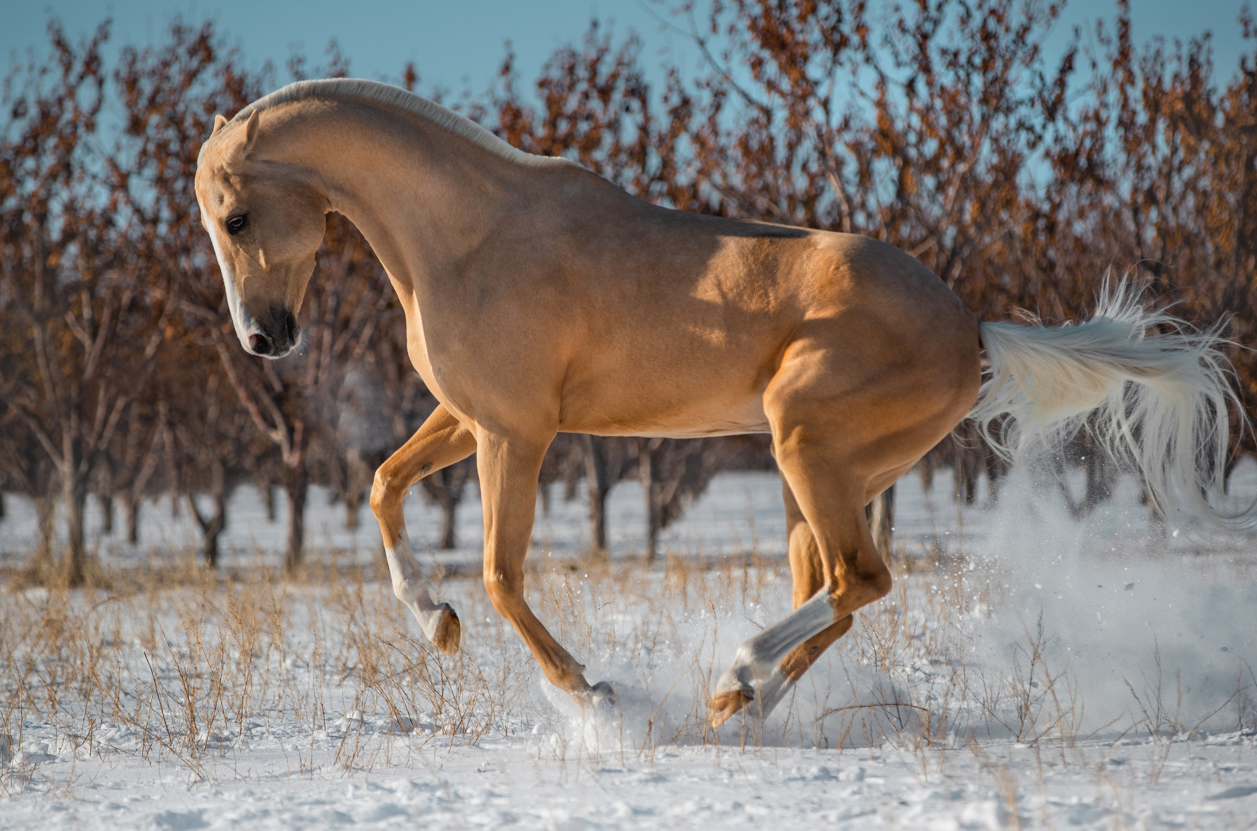 В движении. Фотограф-анималист Ксендзова Кристина