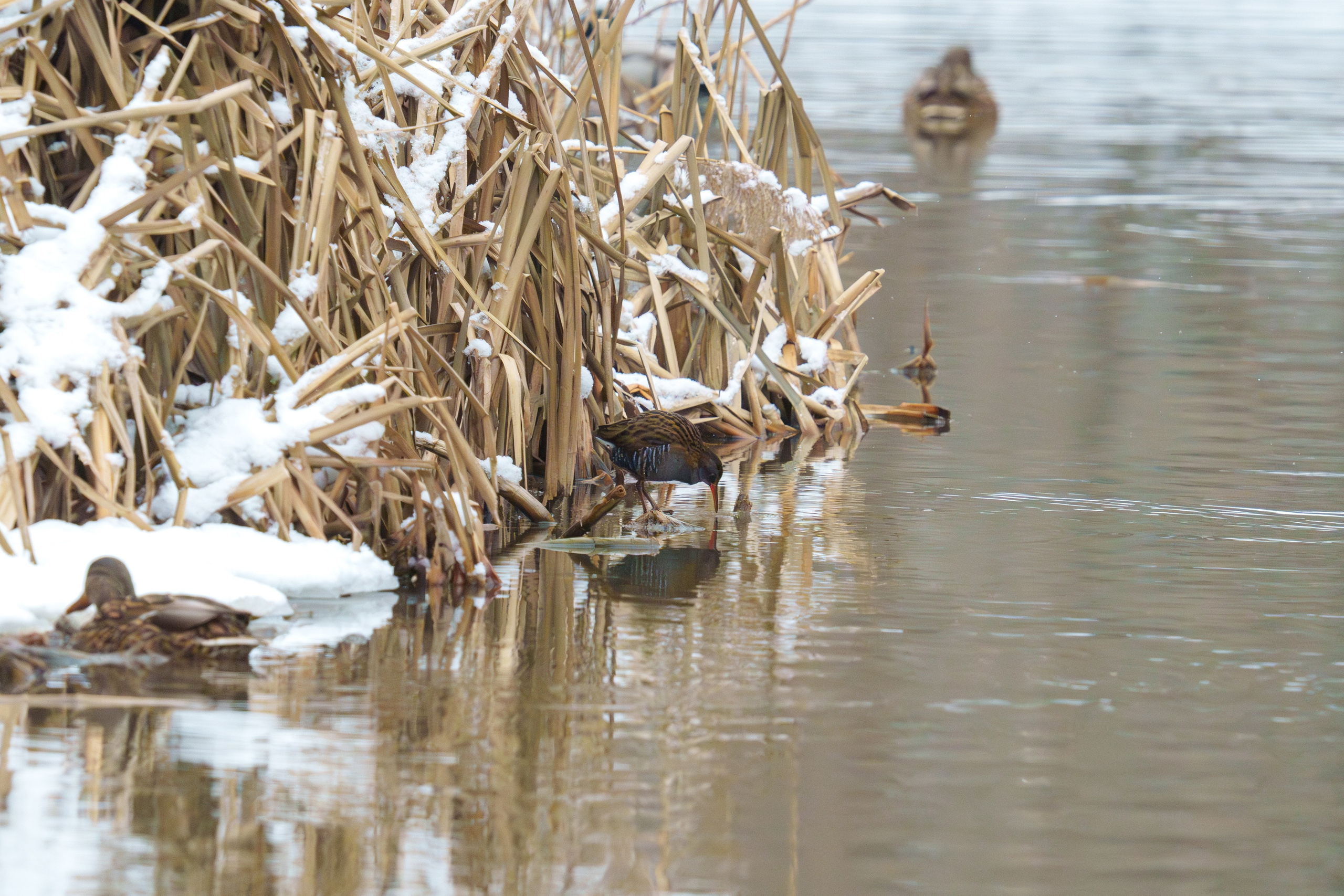 Удивительные мир птиц. Вокруг нас столько прекрасного — присмотритесь!. Ваш личный фотограф Марина Волкова