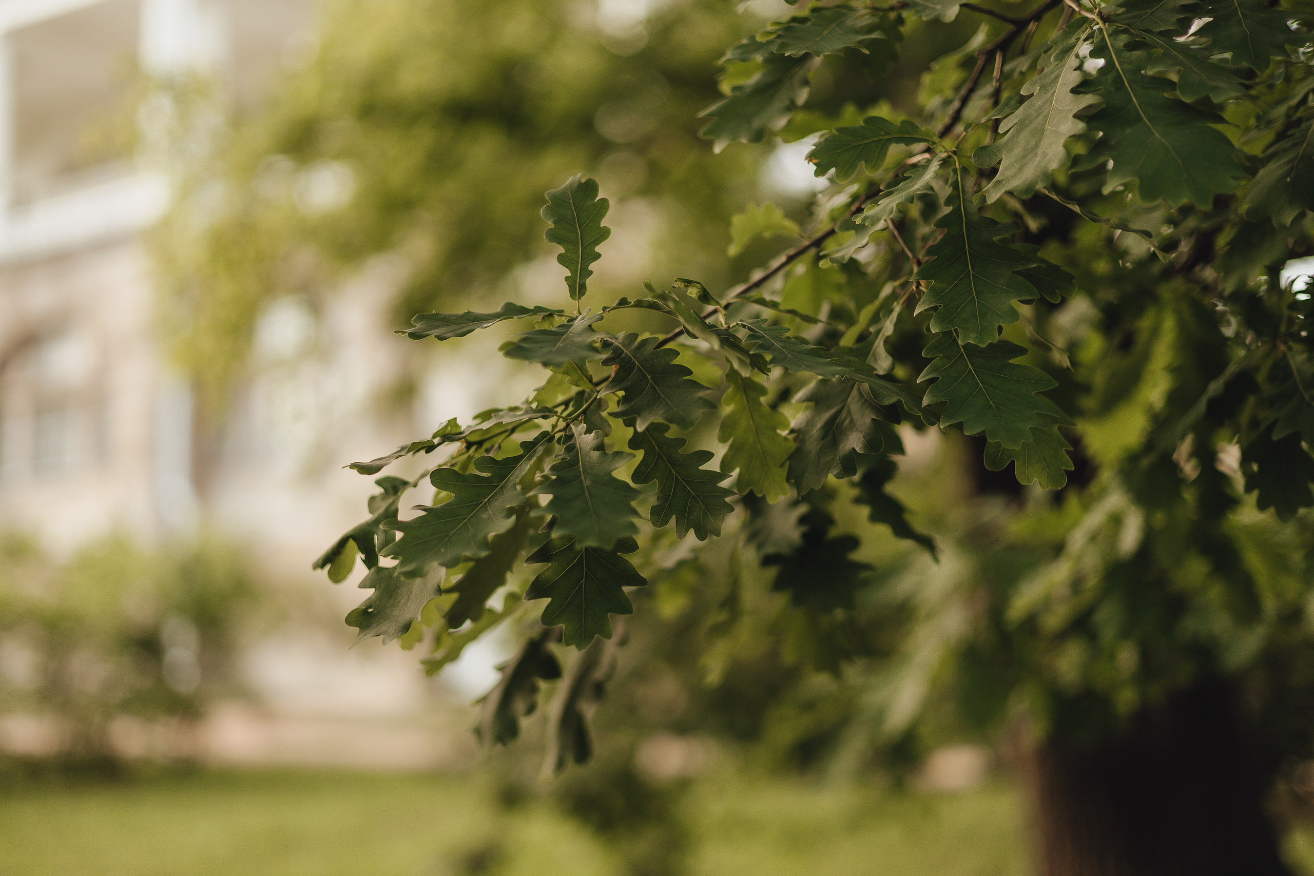 Саша & Настя. Царское Село. Свадебный и семейный фотограф Пушкин Царское Село СПБ Питер Санкт-Петербург и Рязань Ольга Козлова