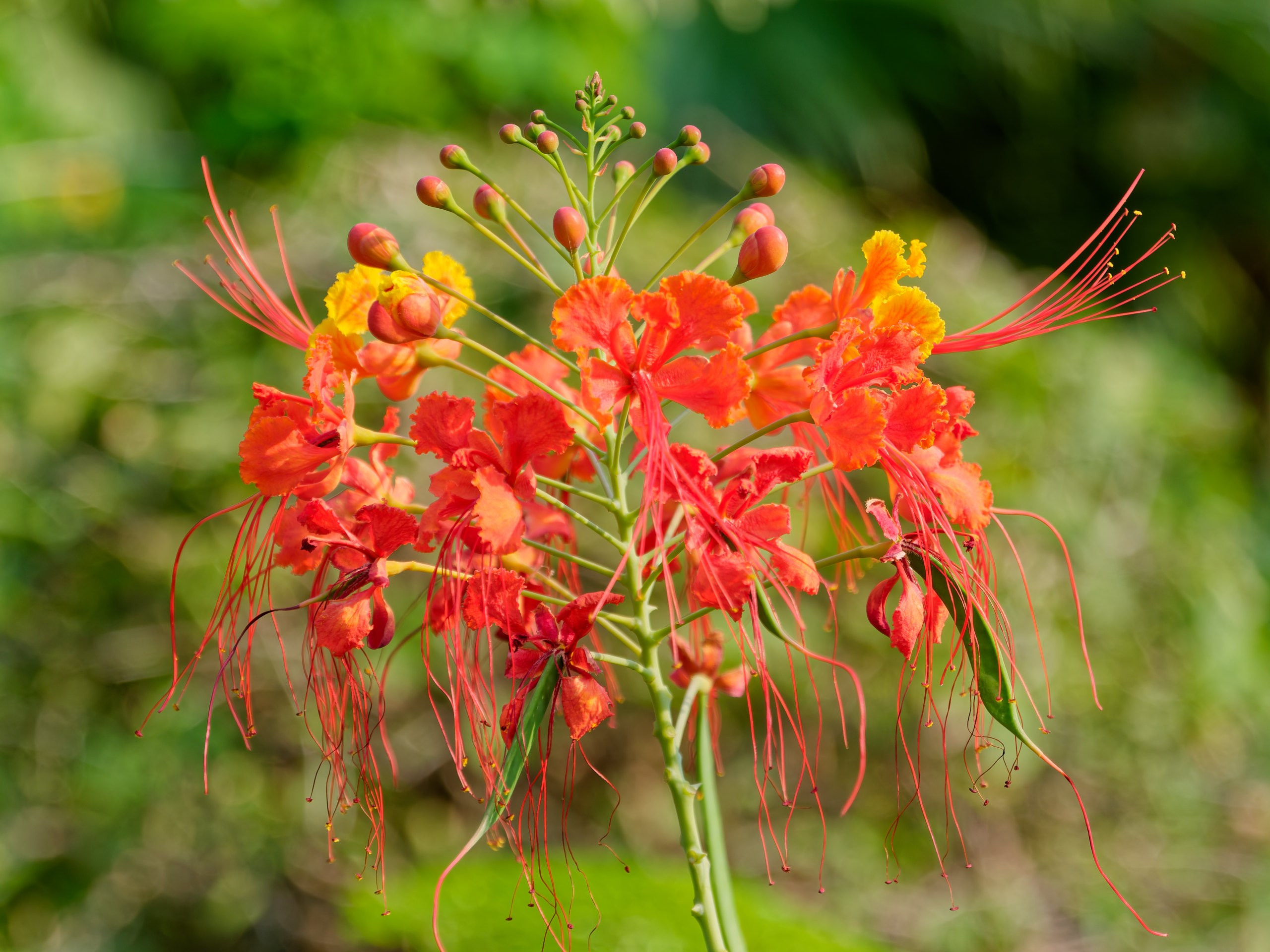 Хайнань 2026, флора, цветы и деревья. Фотопрогулки по Миру