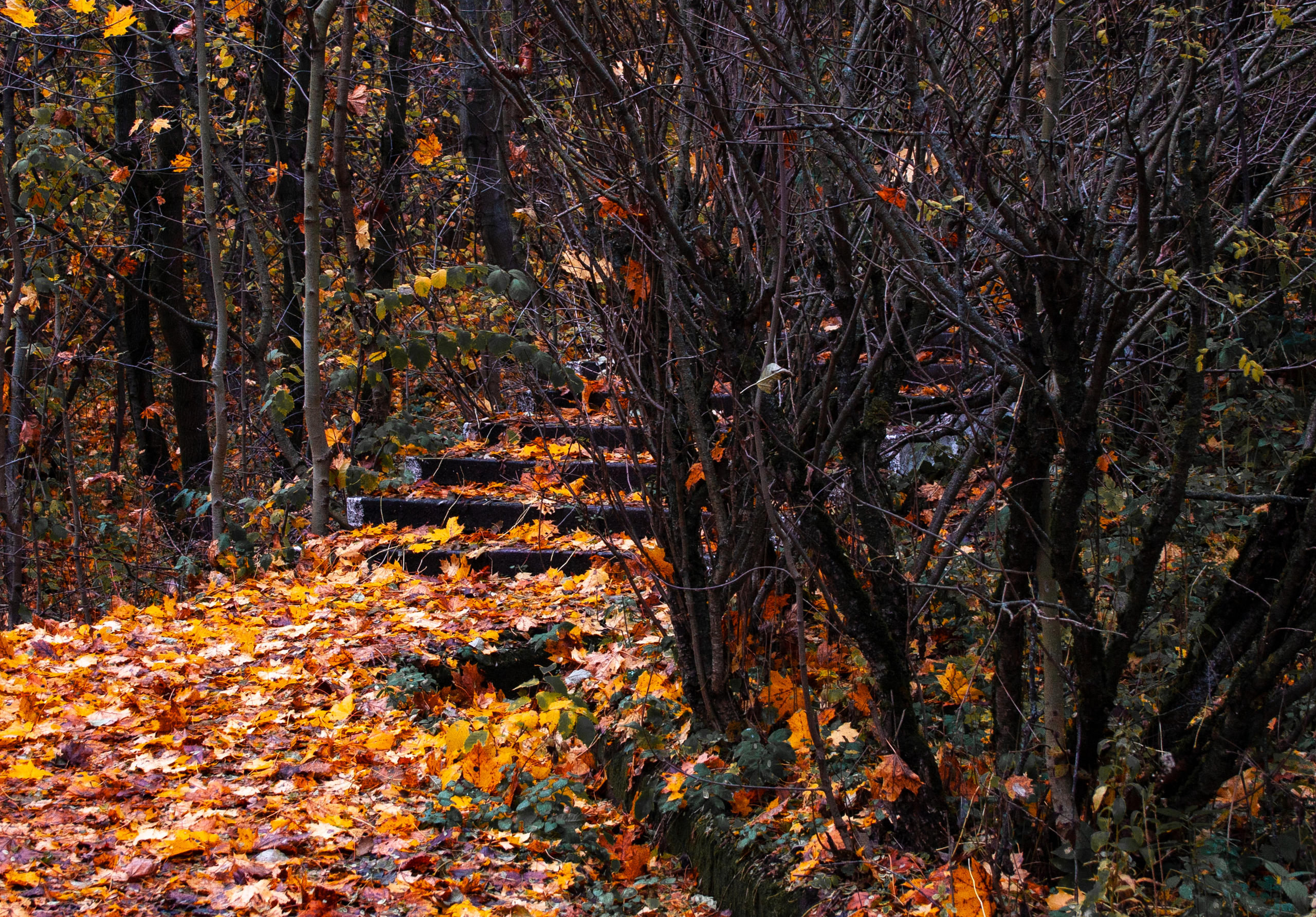 Лестница в осень. Фото Влад в походе