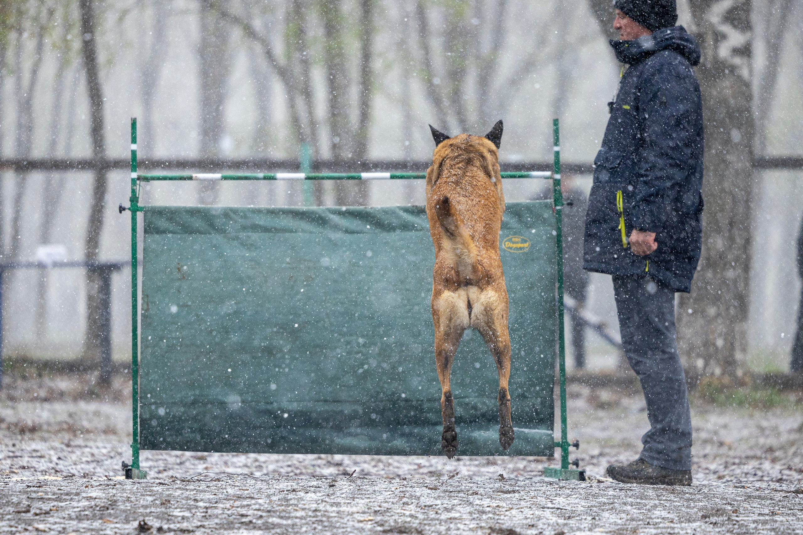 Квалификационные состязания по мондьорингу г. Вологда 11.05.24. Фотограф-анималист Анна Маринич