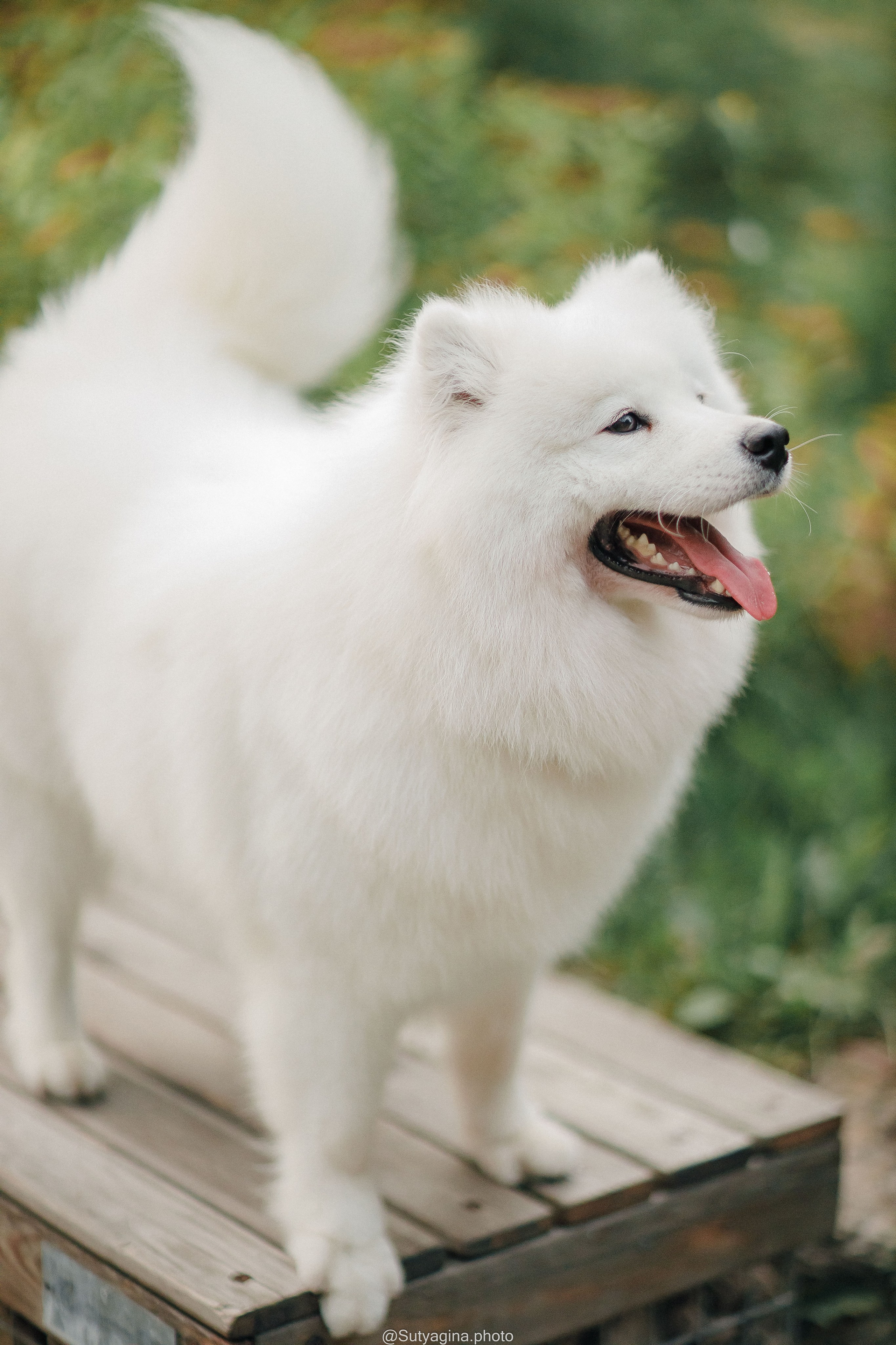 Самоед Рея. Свадебный и женский фотограф