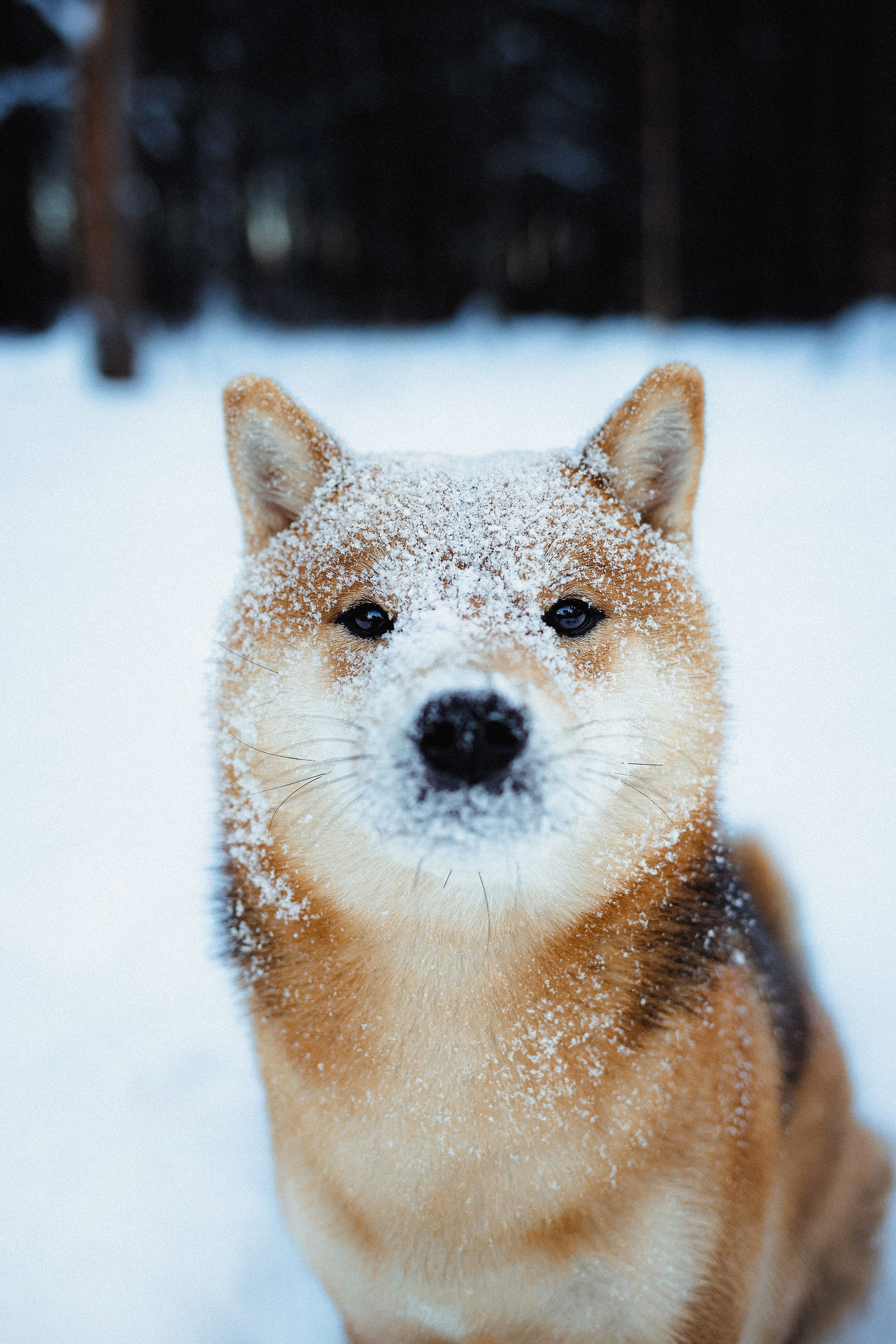 Шед, Цири и Ира