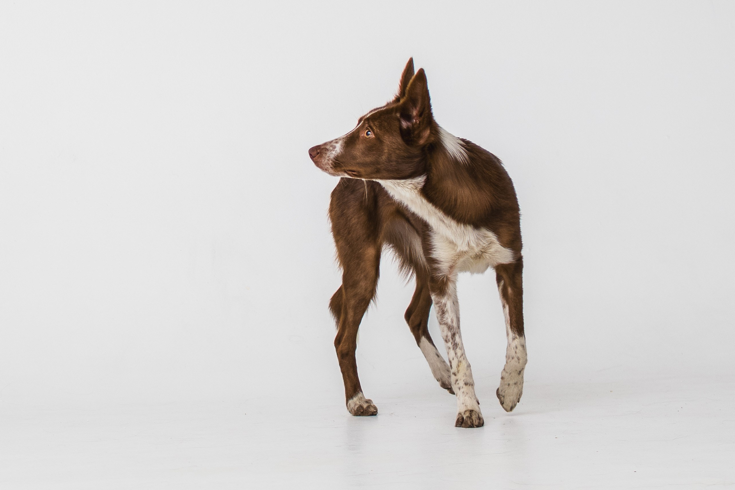 Воркшоп по импульсному свету