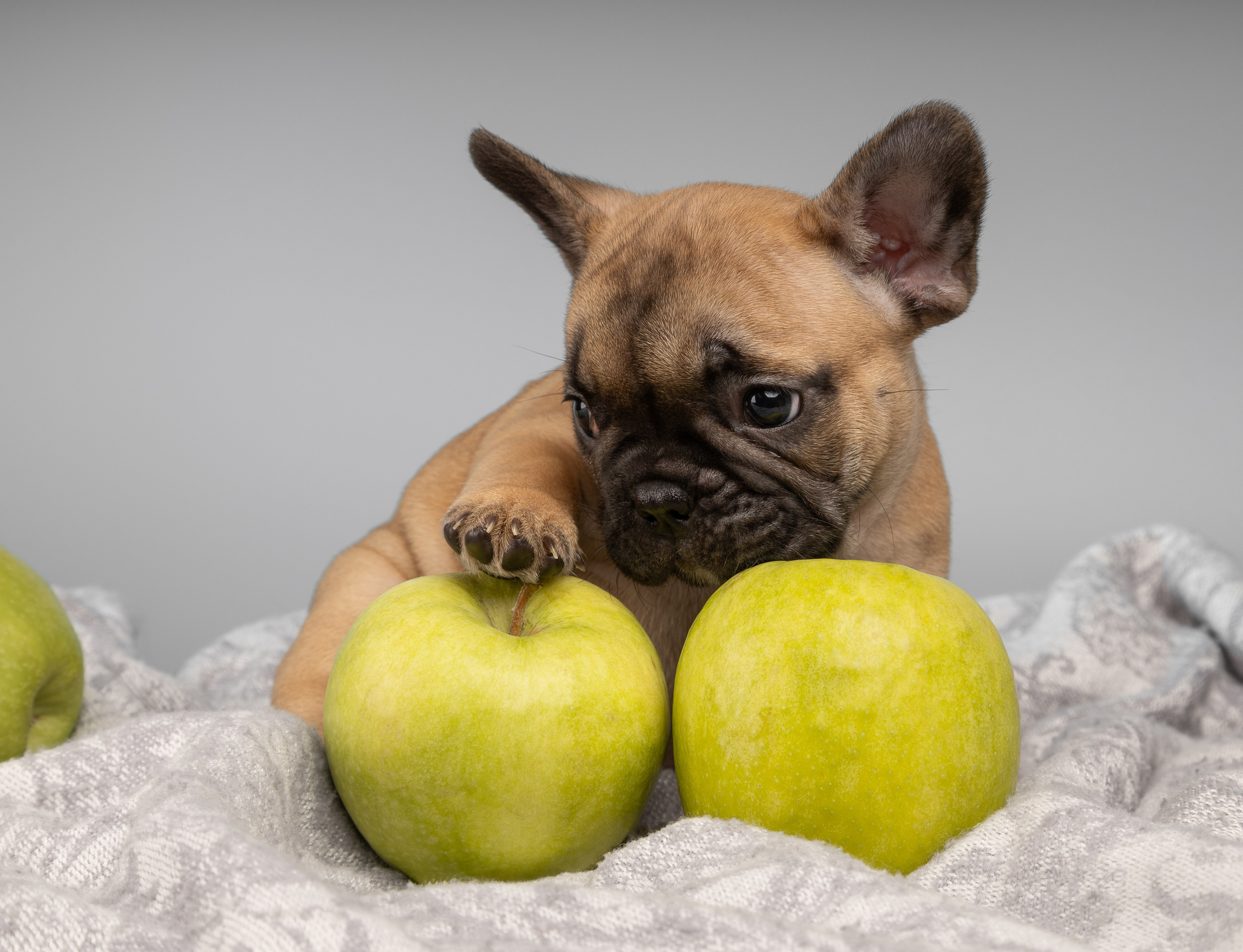 Французские бульдоги (студия). Фотограф-анималист в Москве, МО и Владимире