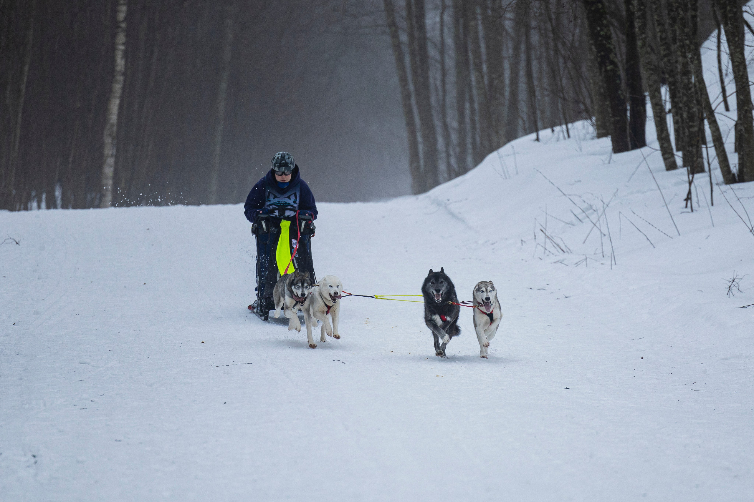 Зимний Чемпионат Санкт-Петербурга по ездовому спорту. Фотограф-анималист Анна Маринич