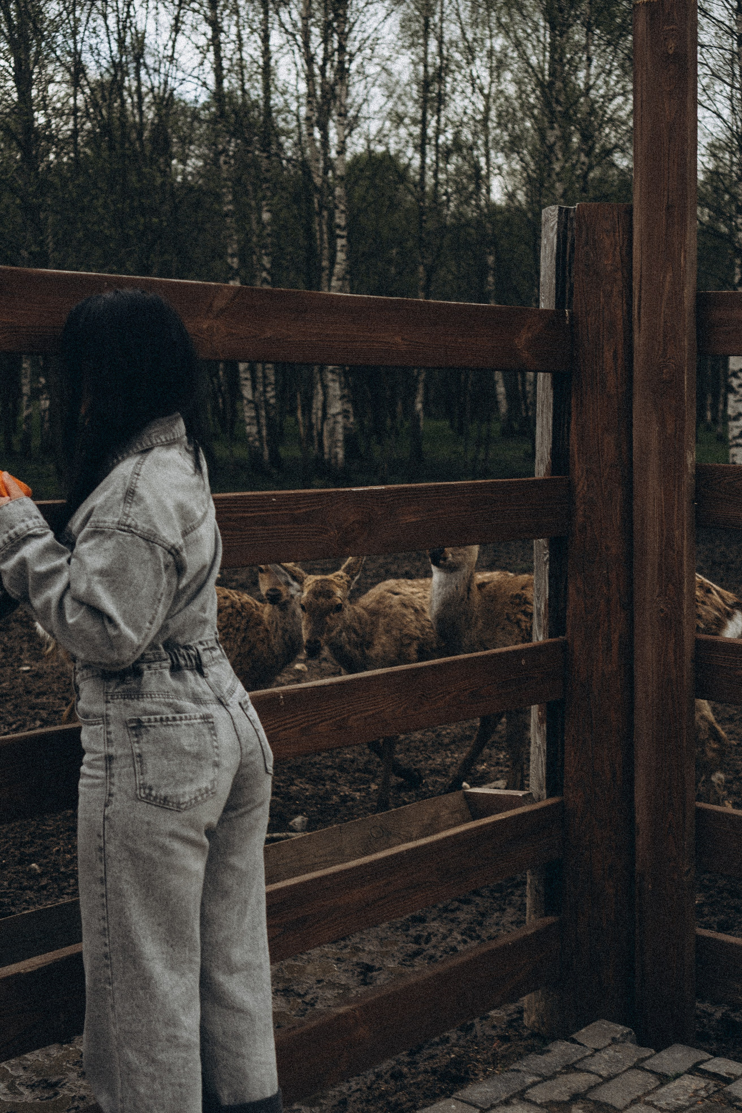 ОЛЕНЬЯ ФЕРМА В ТВЕРИ. Профессиональный фотограф, Санкт-Петербург — Виктория Богомолова