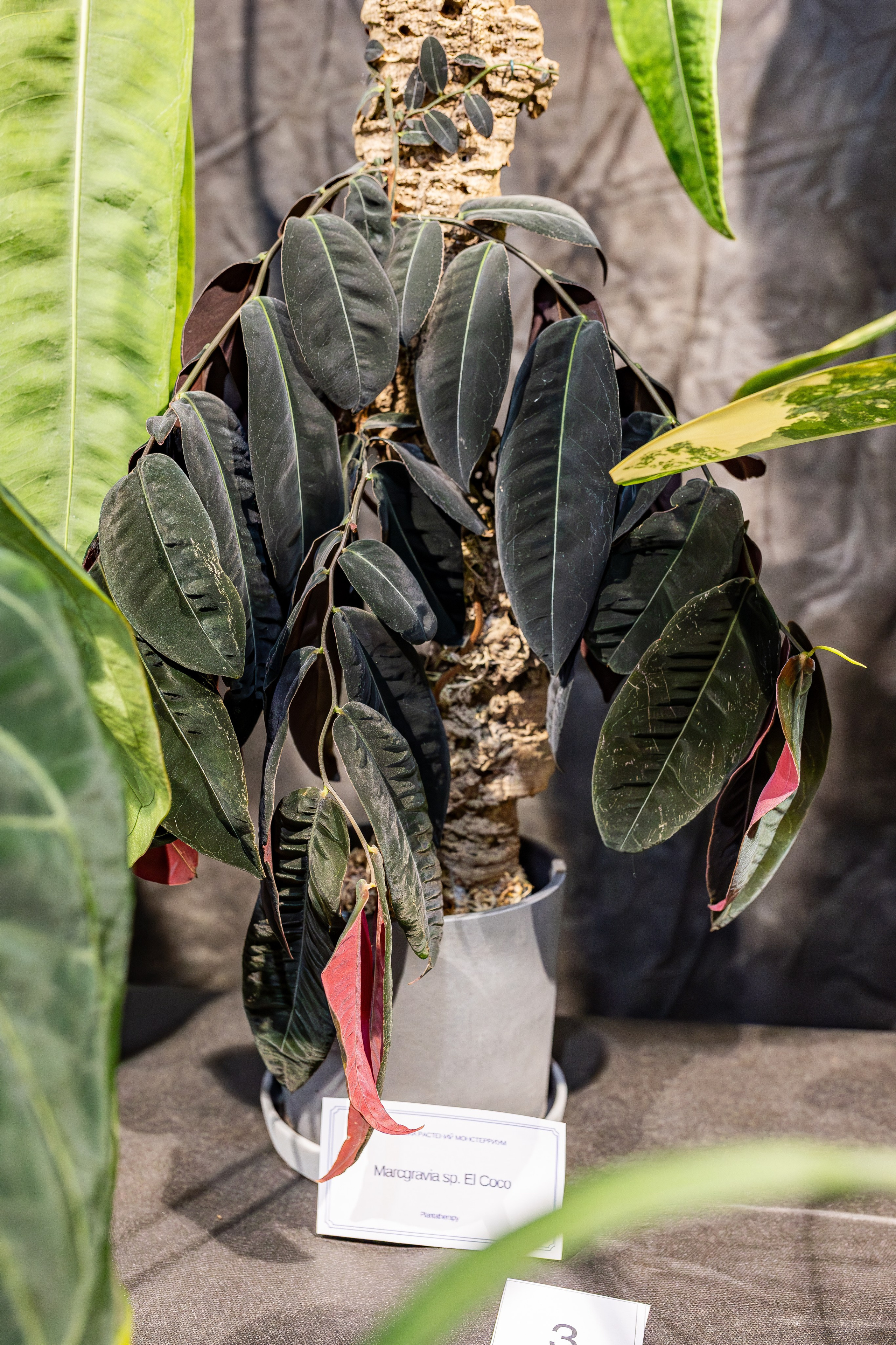 Монстериум апрель 2026. Александра Куликова фотограф, Москва